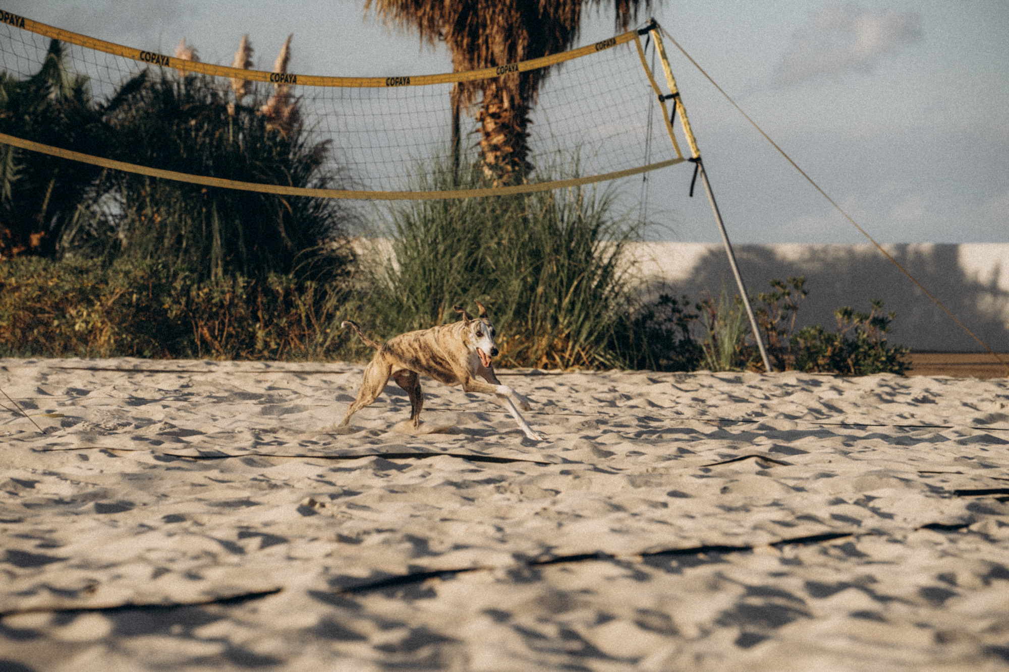 Аня и Джованни. Фотограф анималист в Москве и Санкт-Петербурге Свиридова Анна