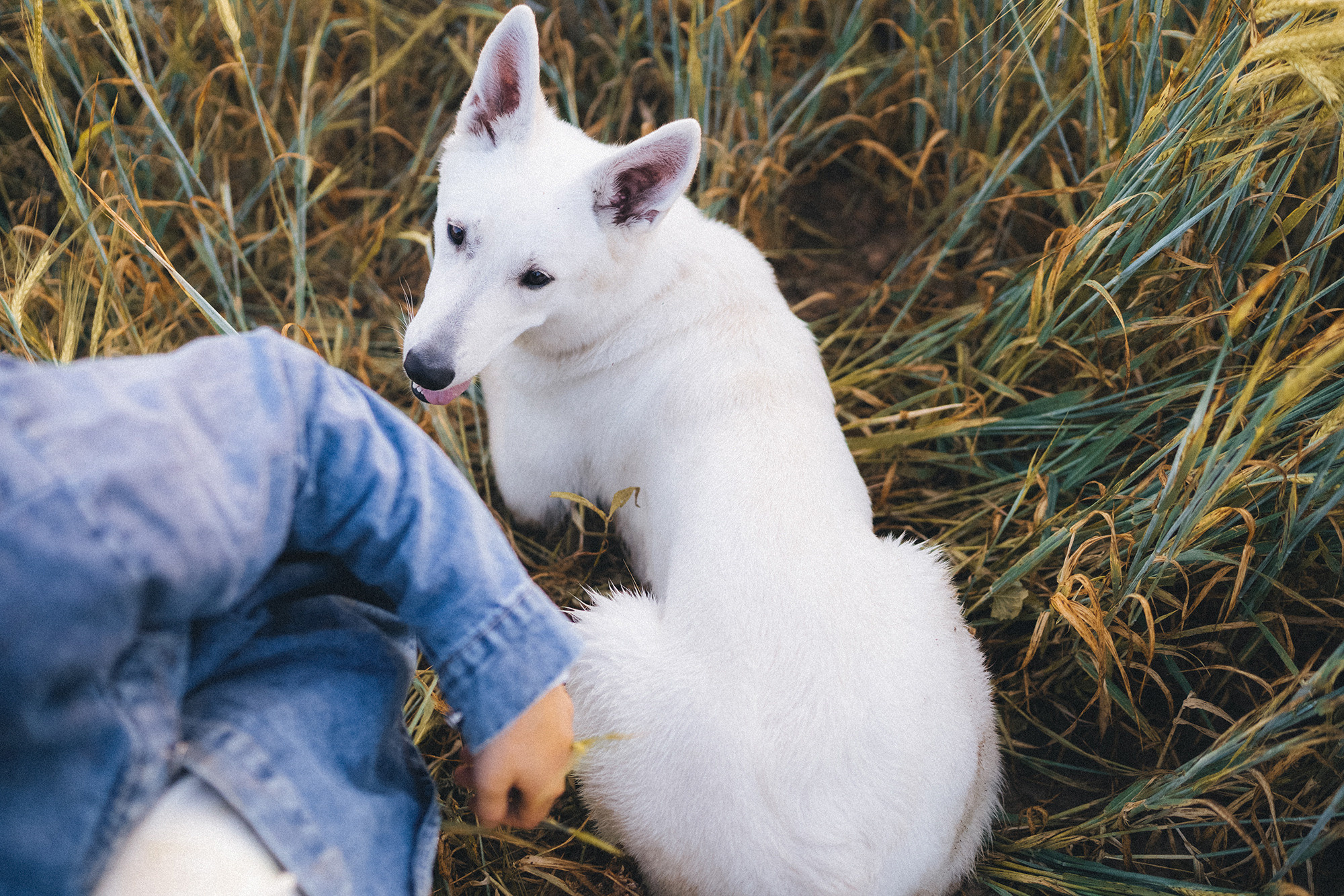 Лиза и Юста. Фотограф анималист в Москве и Санкт-Петербурге Свиридова Анна