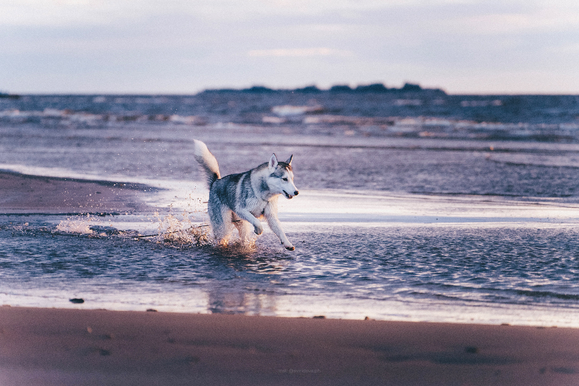 Катя, Илья, Лагерта. Фотограф анималист в Москве и Санкт-Петербурге Свиридова Анна