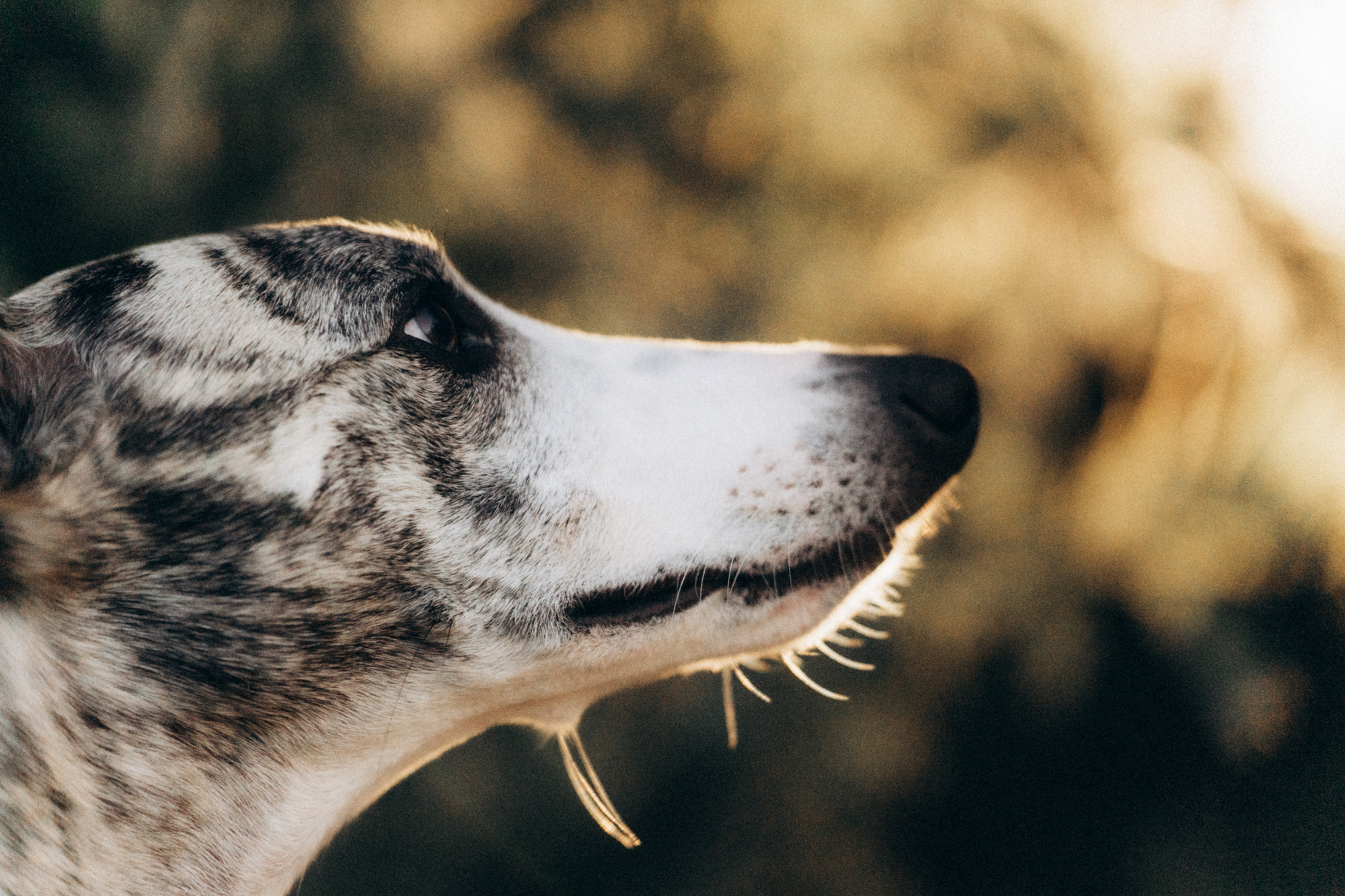Аня и Джованни. Фотограф анималист в Москве и Санкт-Петербурге Свиридова Анна