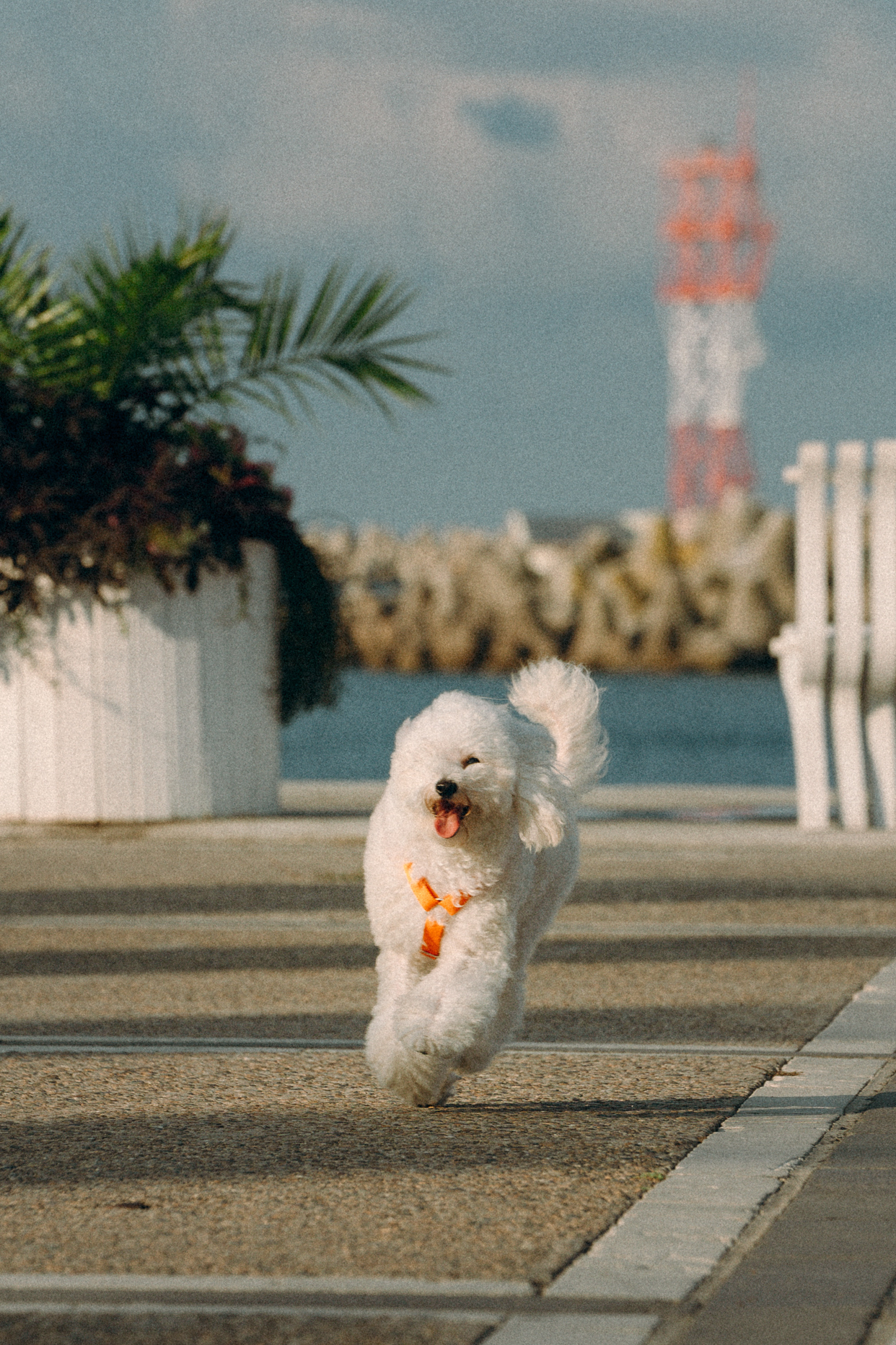 Ангелина и Варежка. Фотограф анималист в Москве и Санкт-Петербурге Свиридова Анна
