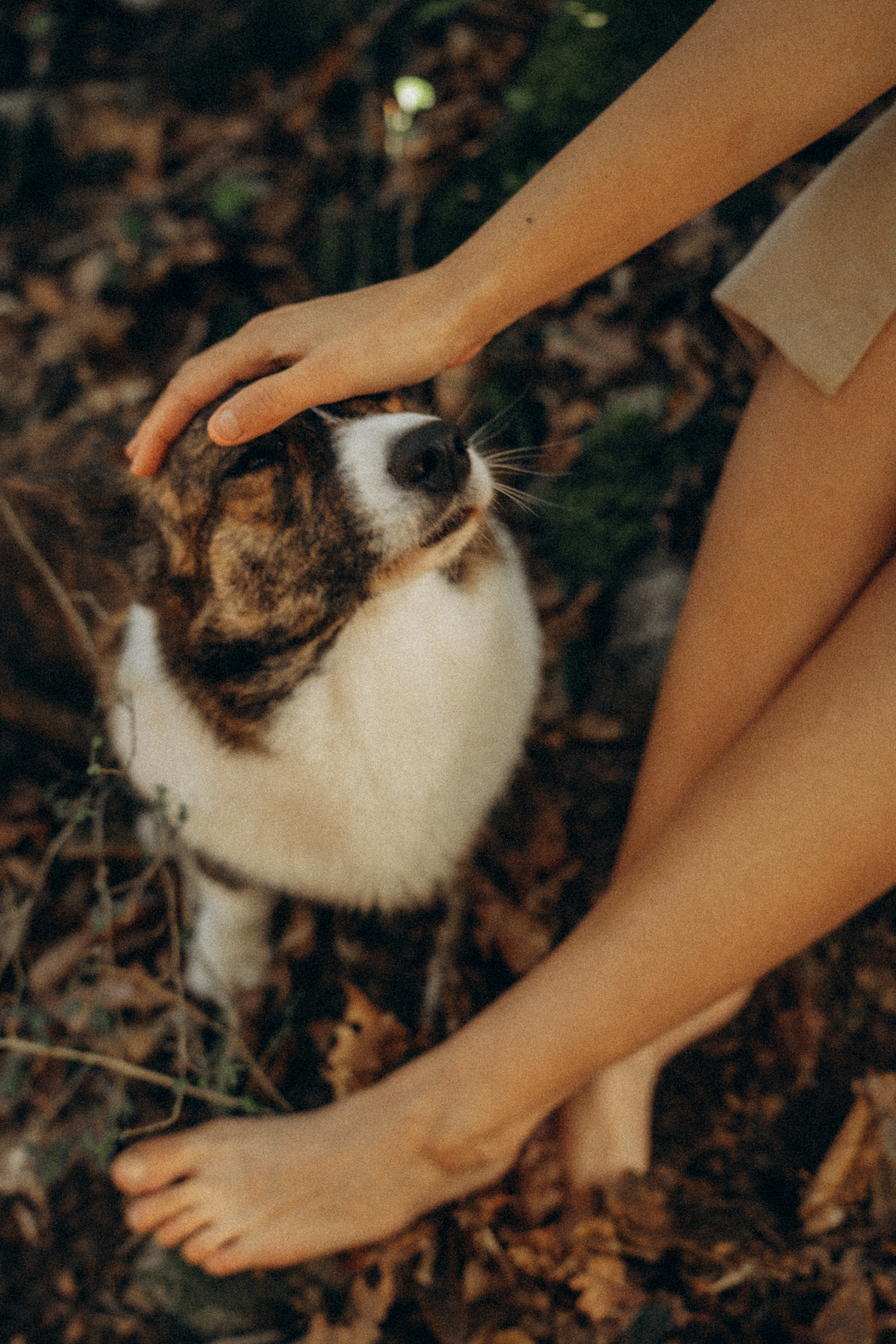 Влада и Коржики. Фотограф анималист в Москве и Санкт-Петербурге Свиридова Анна