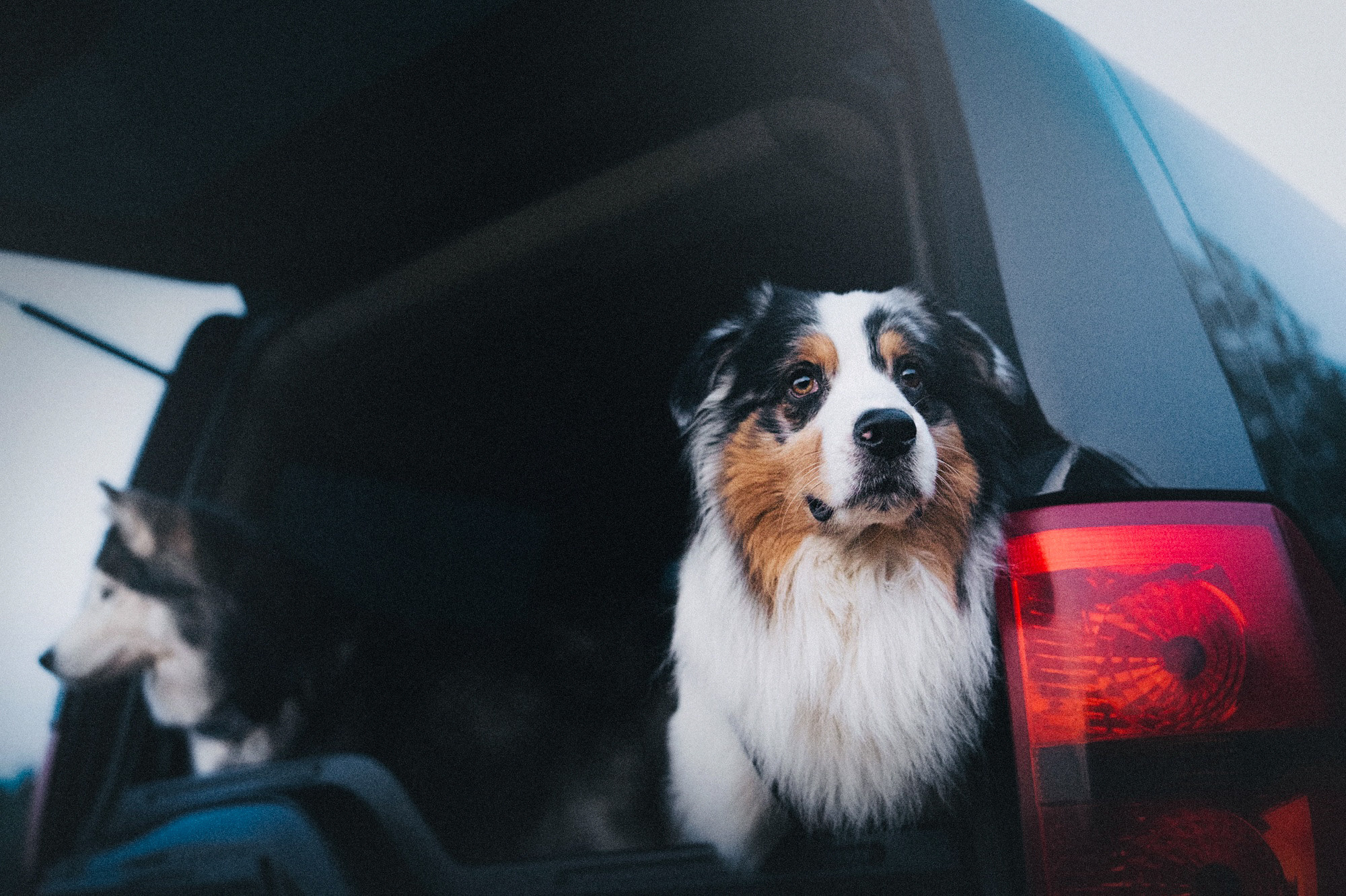 Аня, Игорь, Аусь и Хась. Фотограф анималист в Москве и Санкт-Петербурге Свиридова Анна