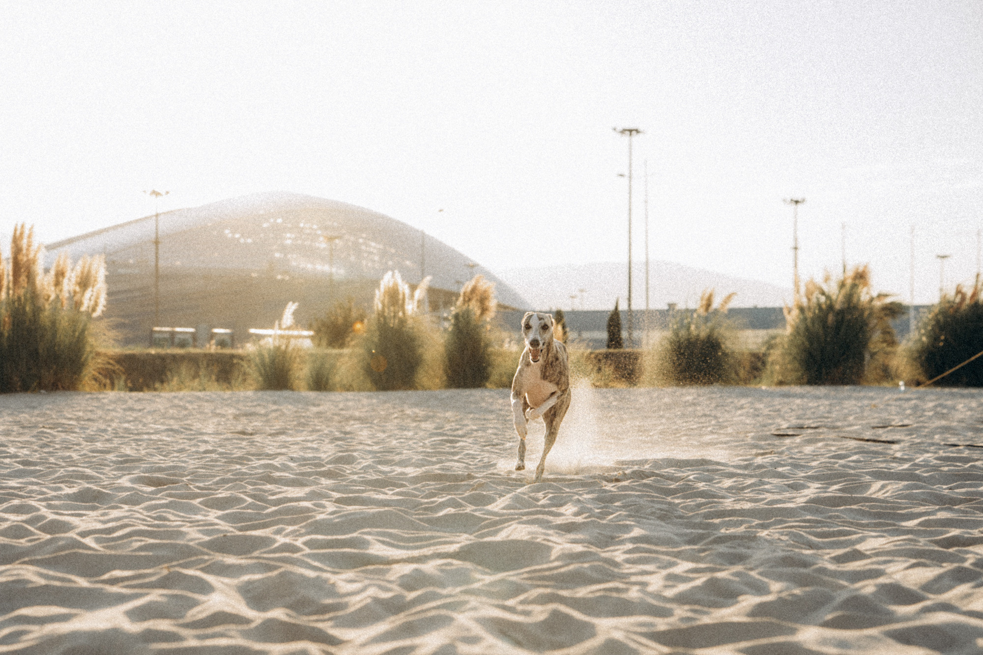 Аня и Джованни. Фотограф анималист в Москве и Санкт-Петербурге Свиридова Анна