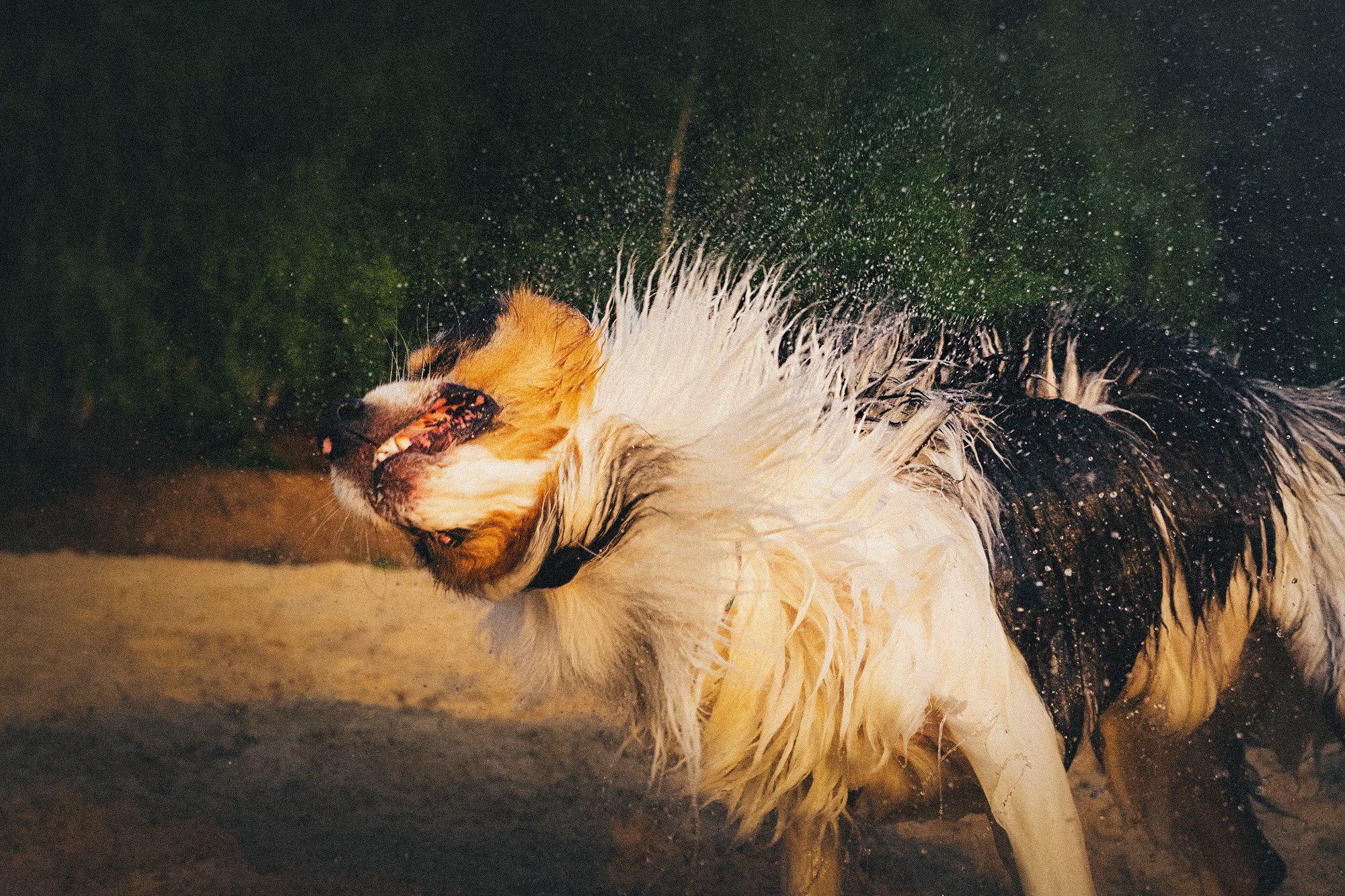 Аня, Игорь, Аусь и Хась. Фотограф анималист в Москве и Санкт-Петербурге Свиридова Анна