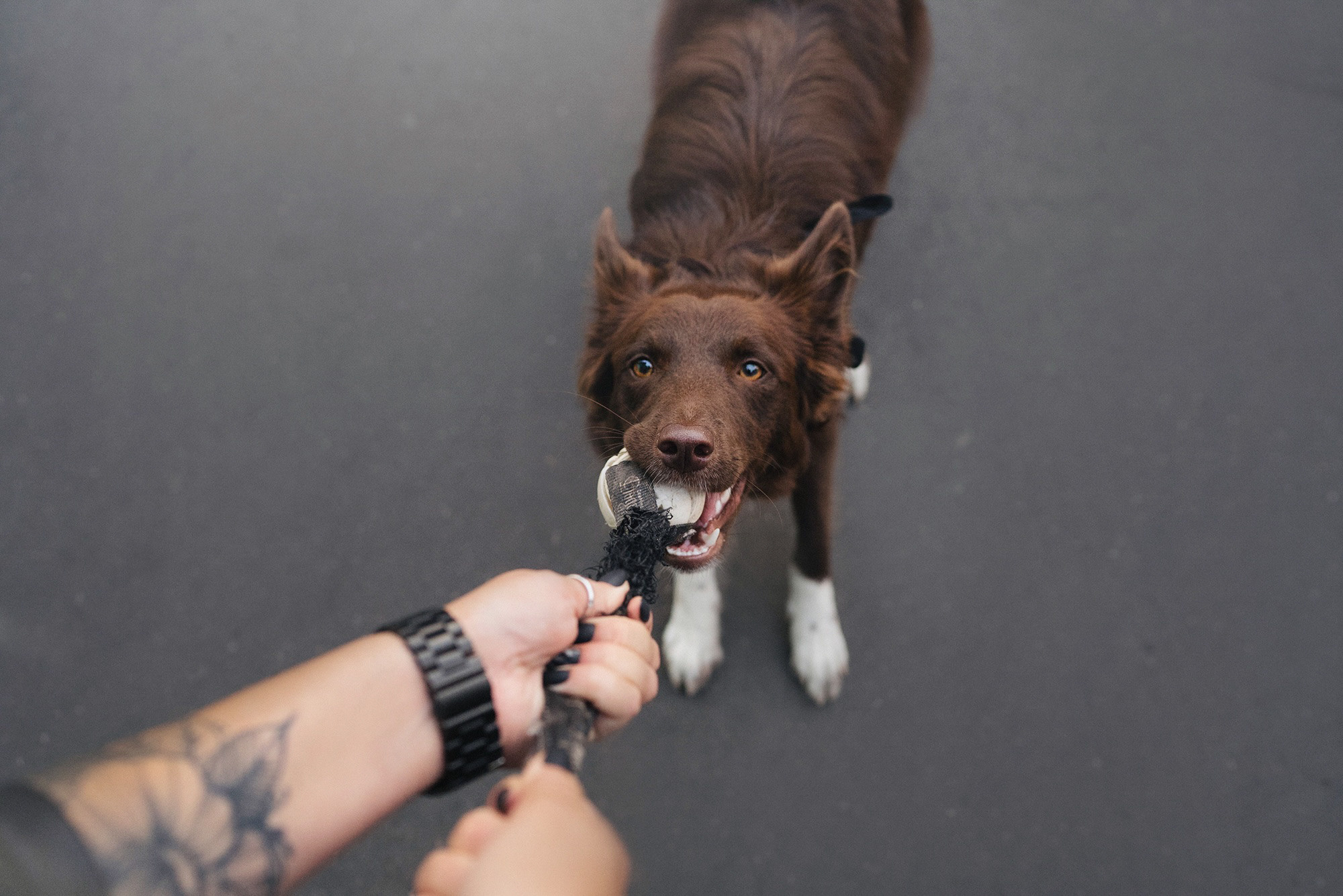 Аня и Брук. Фотограф анималист в Москве и Санкт-Петербурге Свиридова Анна