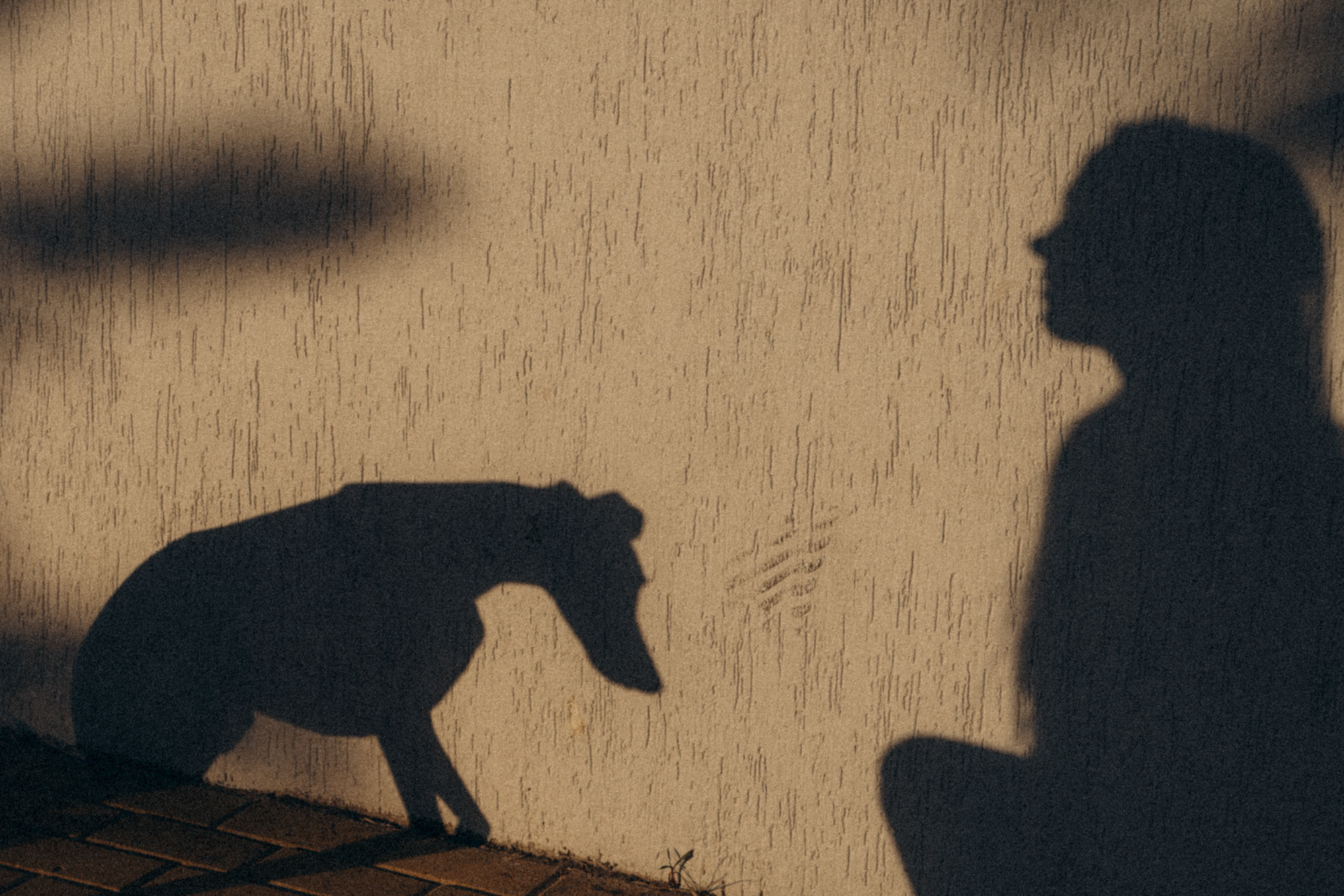 Аня и Джованни. Фотограф анималист в Москве и Санкт-Петербурге Свиридова Анна