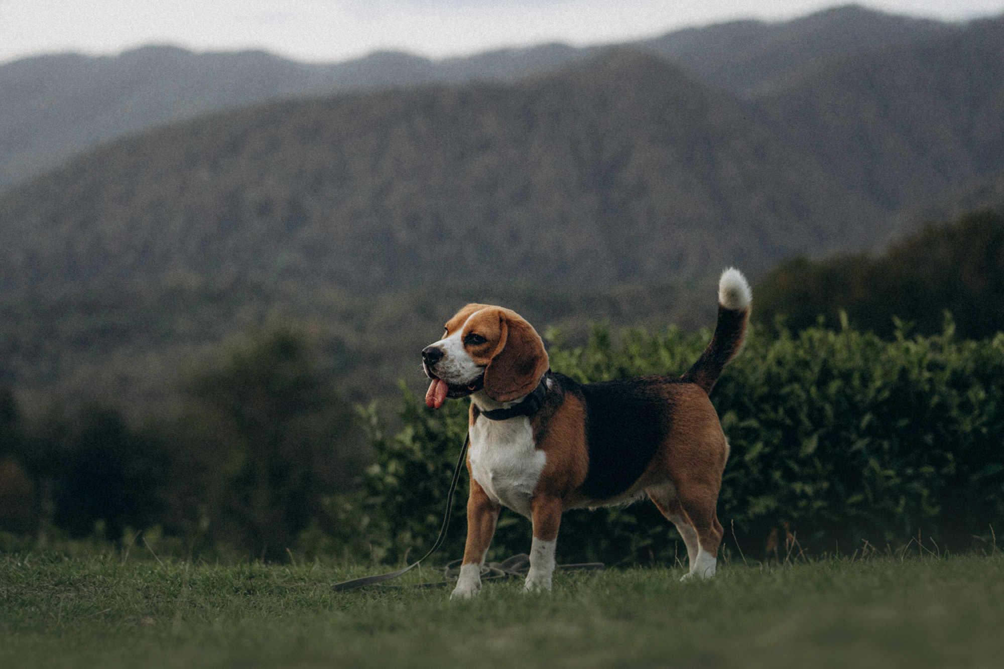 Женя и Мира. Фотограф анималист в Москве и Санкт-Петербурге Свиридова Анна