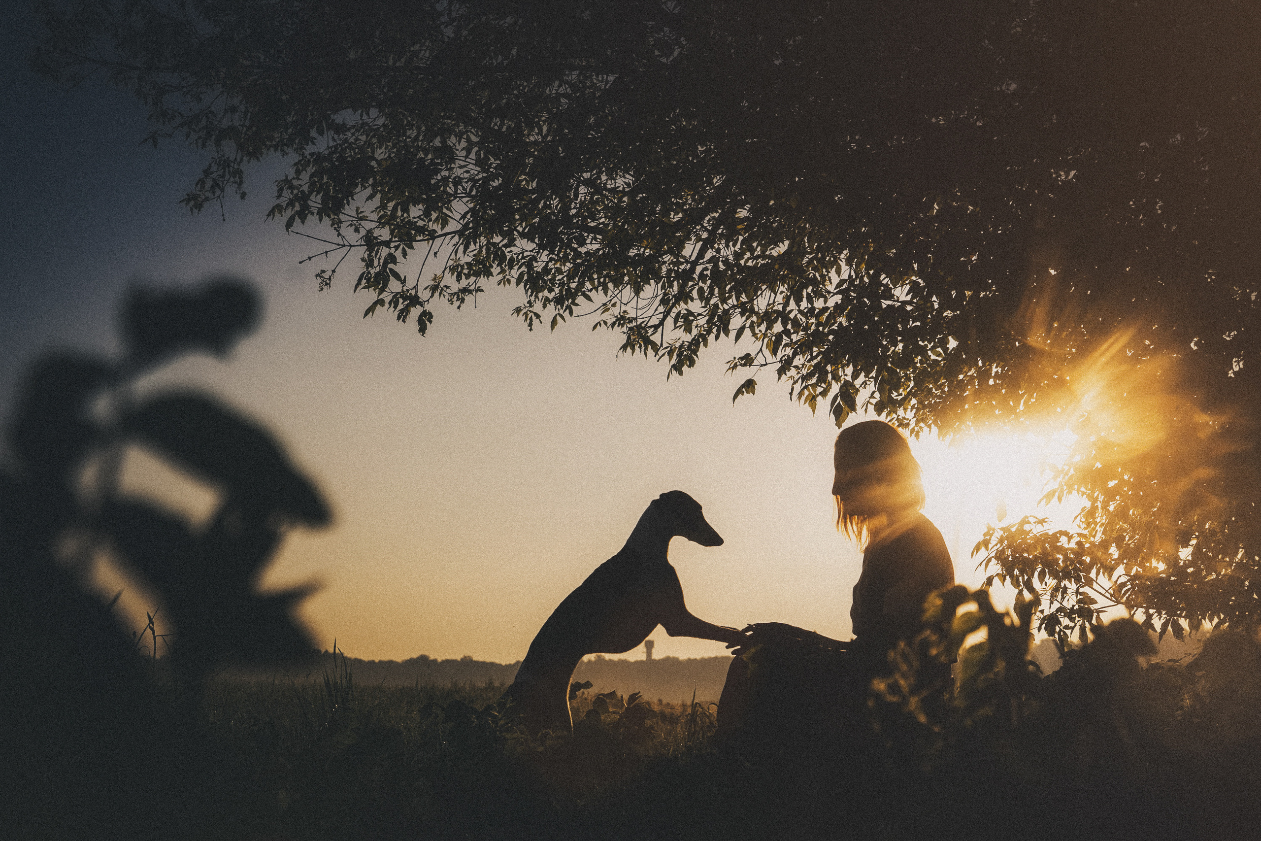 Софа, Уна и Лють. Фотограф анималист в Москве и Санкт-Петербурге Свиридова Анна