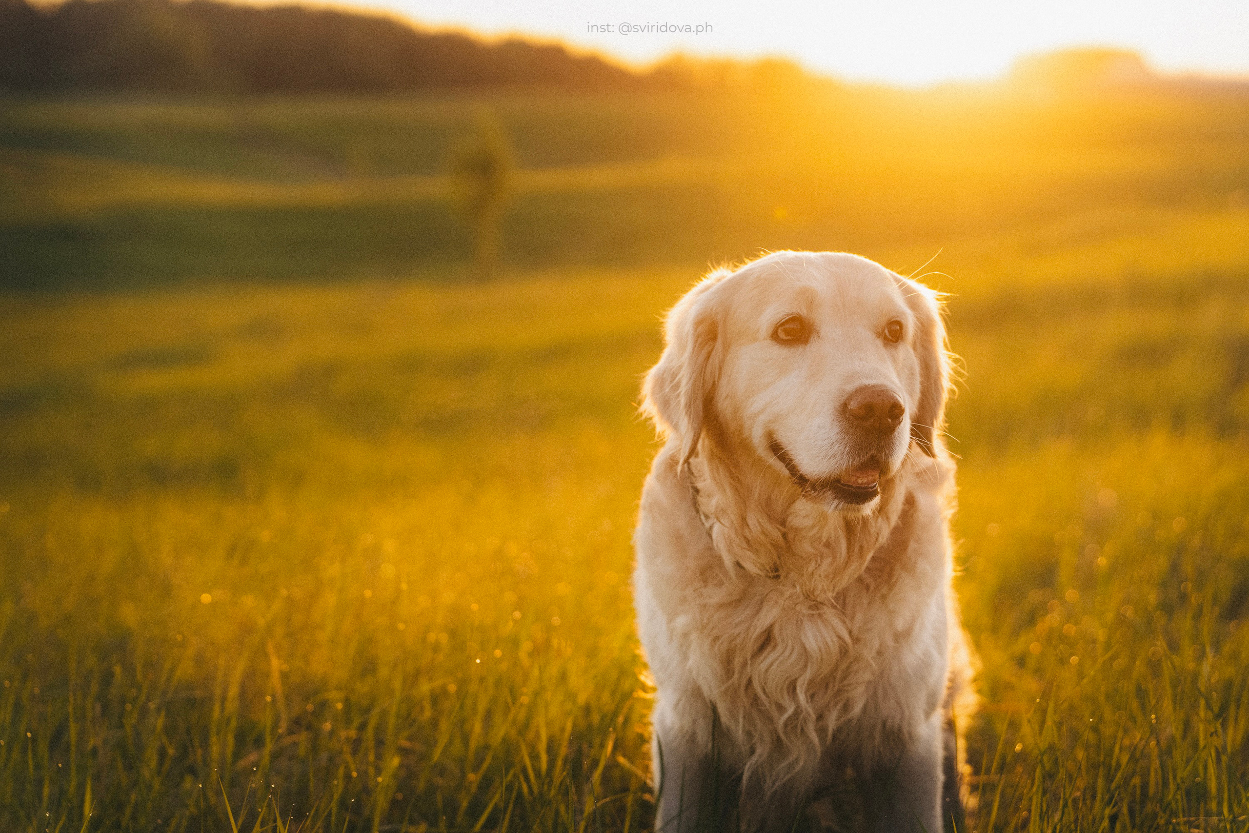 Настя и Арчи. Фотограф анималист в Москве и Санкт-Петербурге Свиридова Анна
