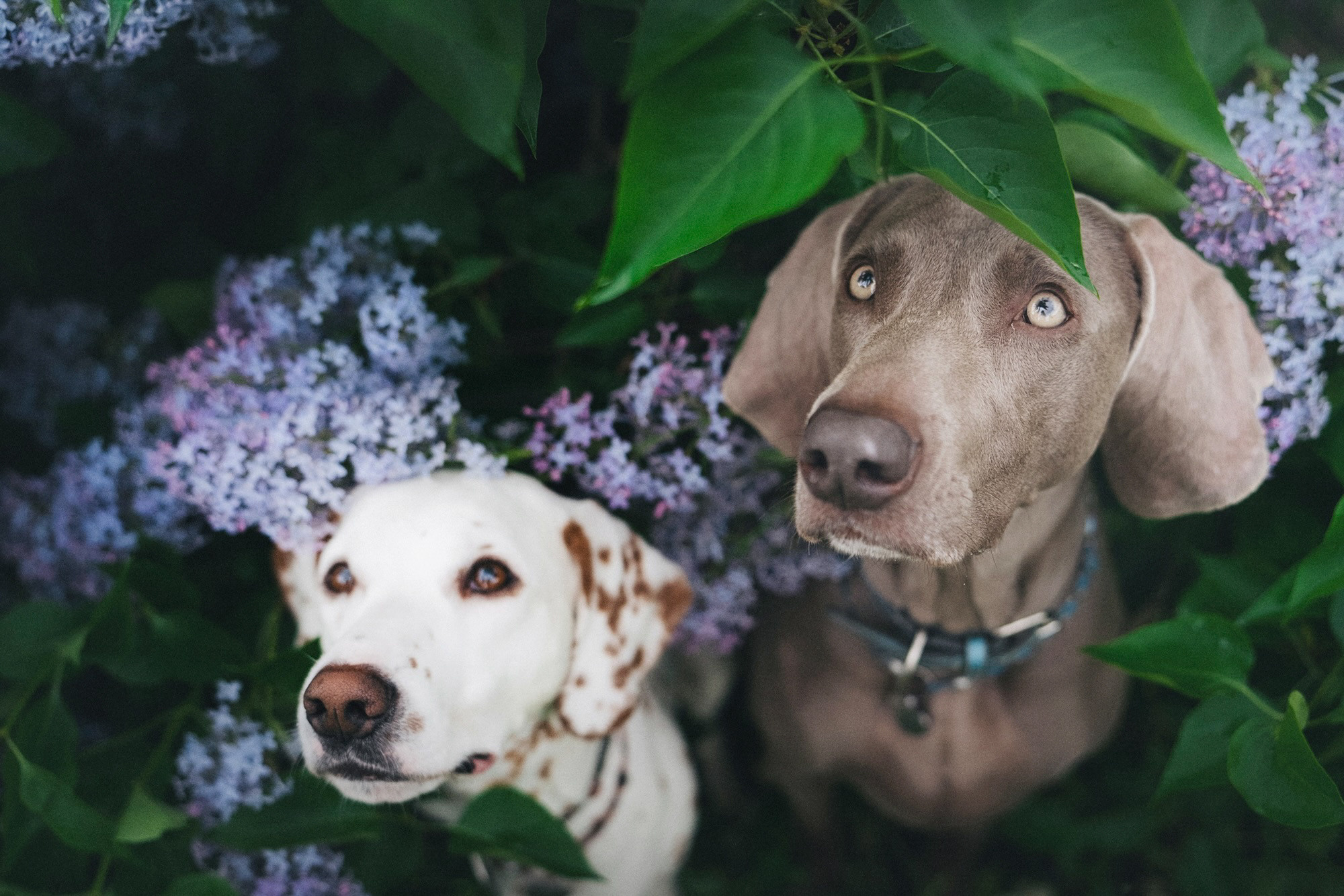 Полина, Борис, Луна и Эль. Фотограф анималист в Москве и Санкт-Петербурге Свиридова Анна