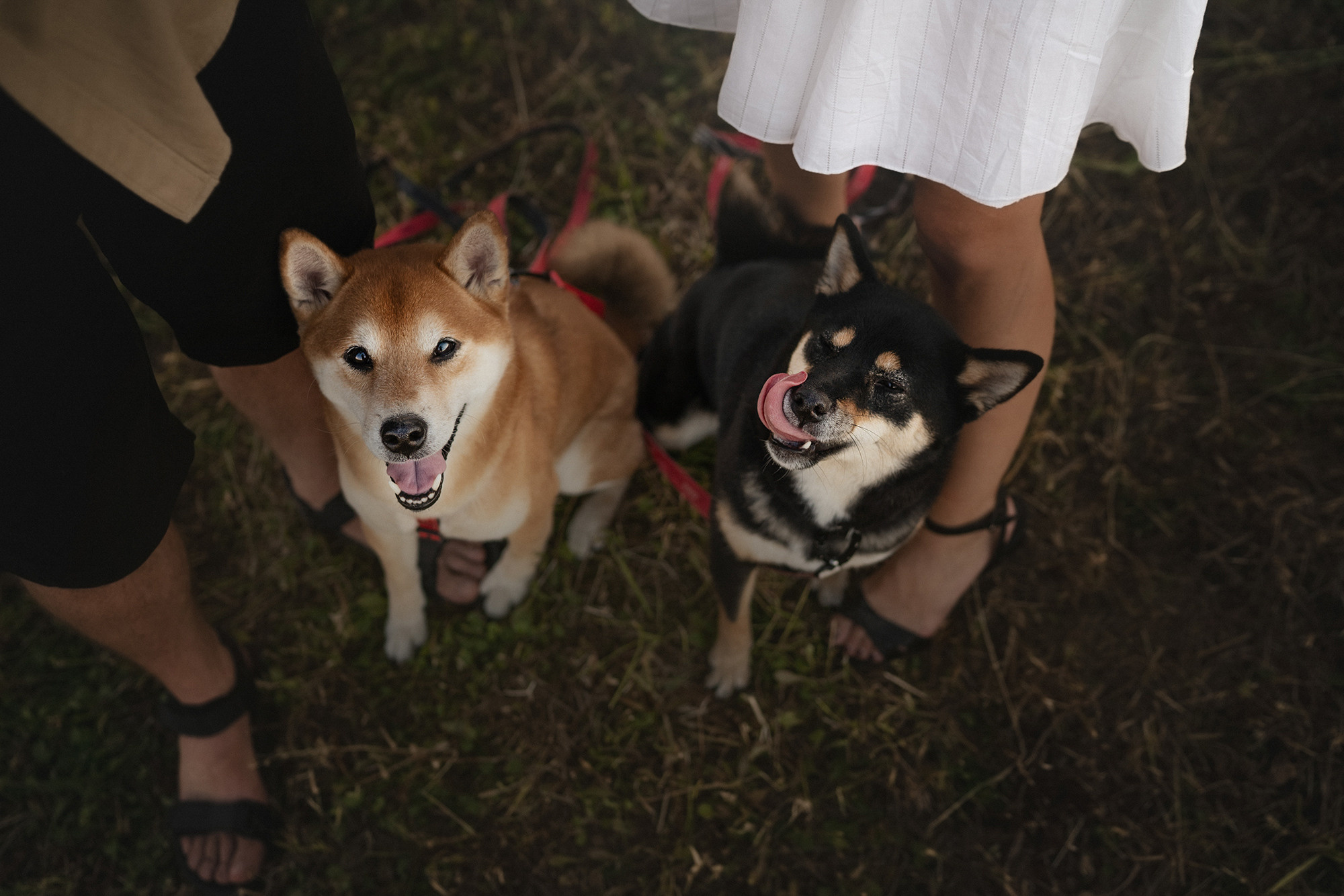 Катя, Вася, Роки и Бэлла. Фотограф анималист в Москве и Санкт-Петербурге Свиридова Анна