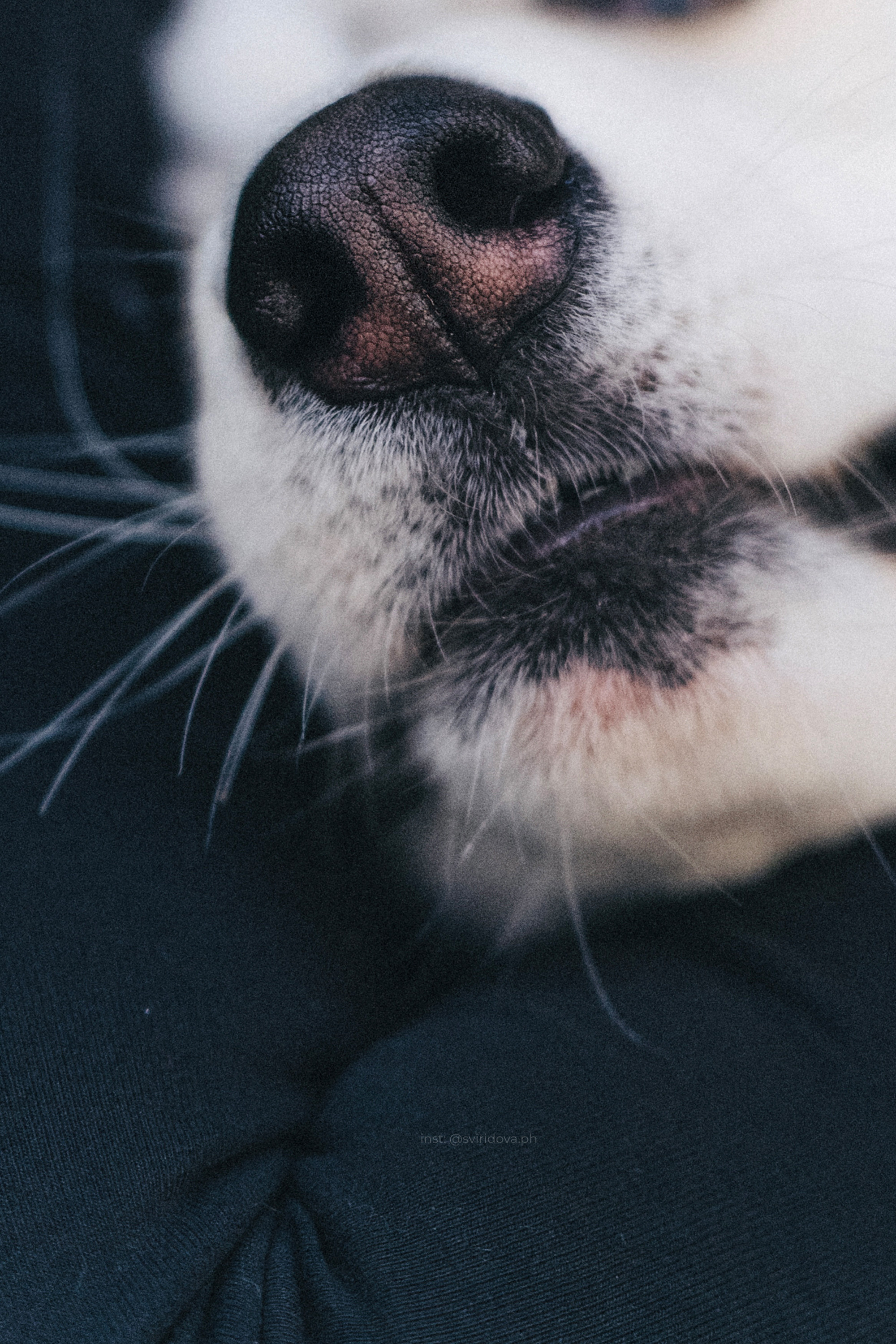 Катя, Илья, Лагерта. Фотограф анималист в Москве и Санкт-Петербурге Свиридова Анна