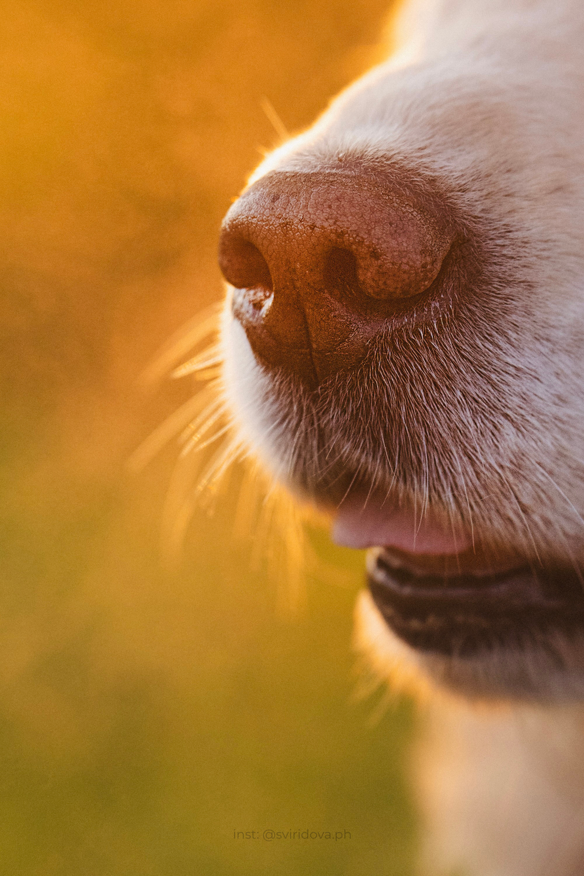 Настя и Арчи. Фотограф анималист в Москве и Санкт-Петербурге Свиридова Анна