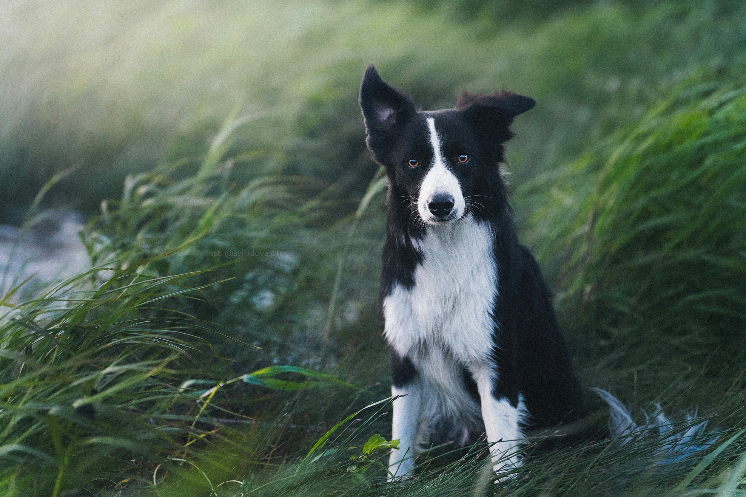 Янки, Румпель, Лось, Токи, Мако. Фотограф анималист в Москве и Санкт-Петербурге Свиридова Анна