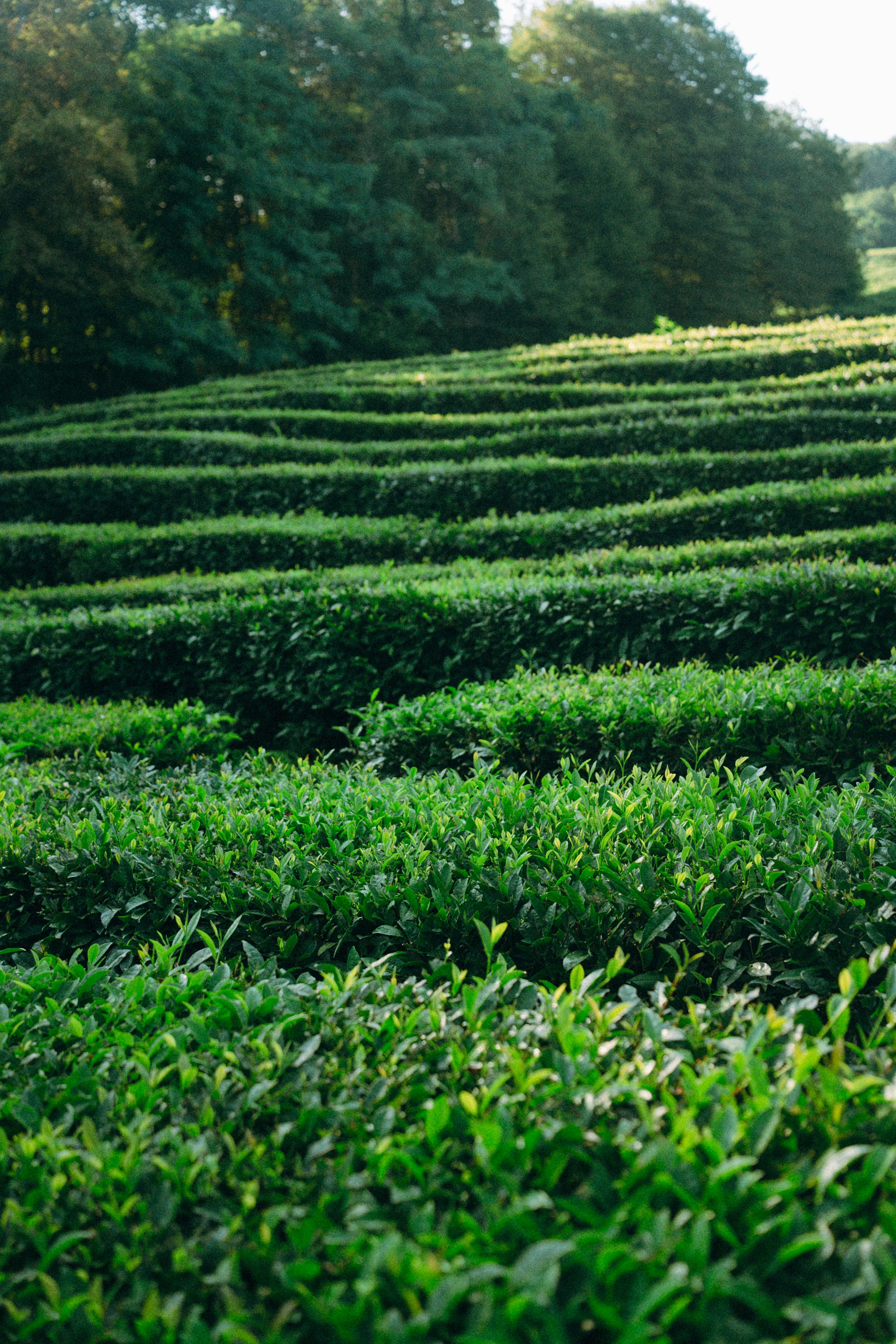 Арина и Рики. Фотограф анималист в Москве и Санкт-Петербурге Свиридова Анна