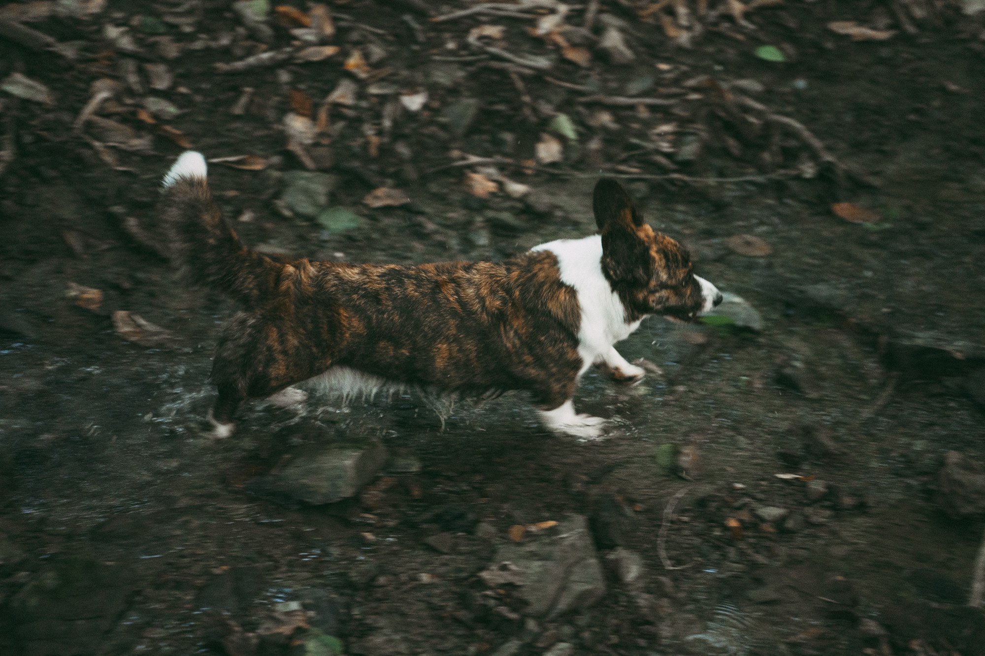 Влада и Коржики. Фотограф анималист в Москве и Санкт-Петербурге Свиридова Анна