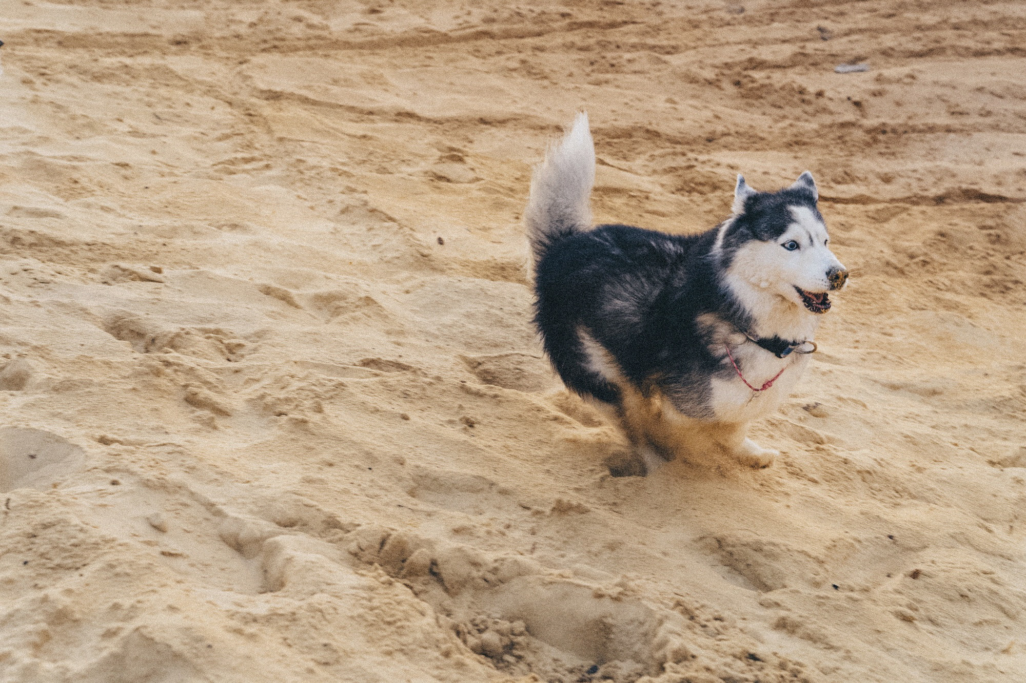 Аня, Игорь, Аусь и Хась. Фотограф анималист в Москве и Санкт-Петербурге Свиридова Анна
