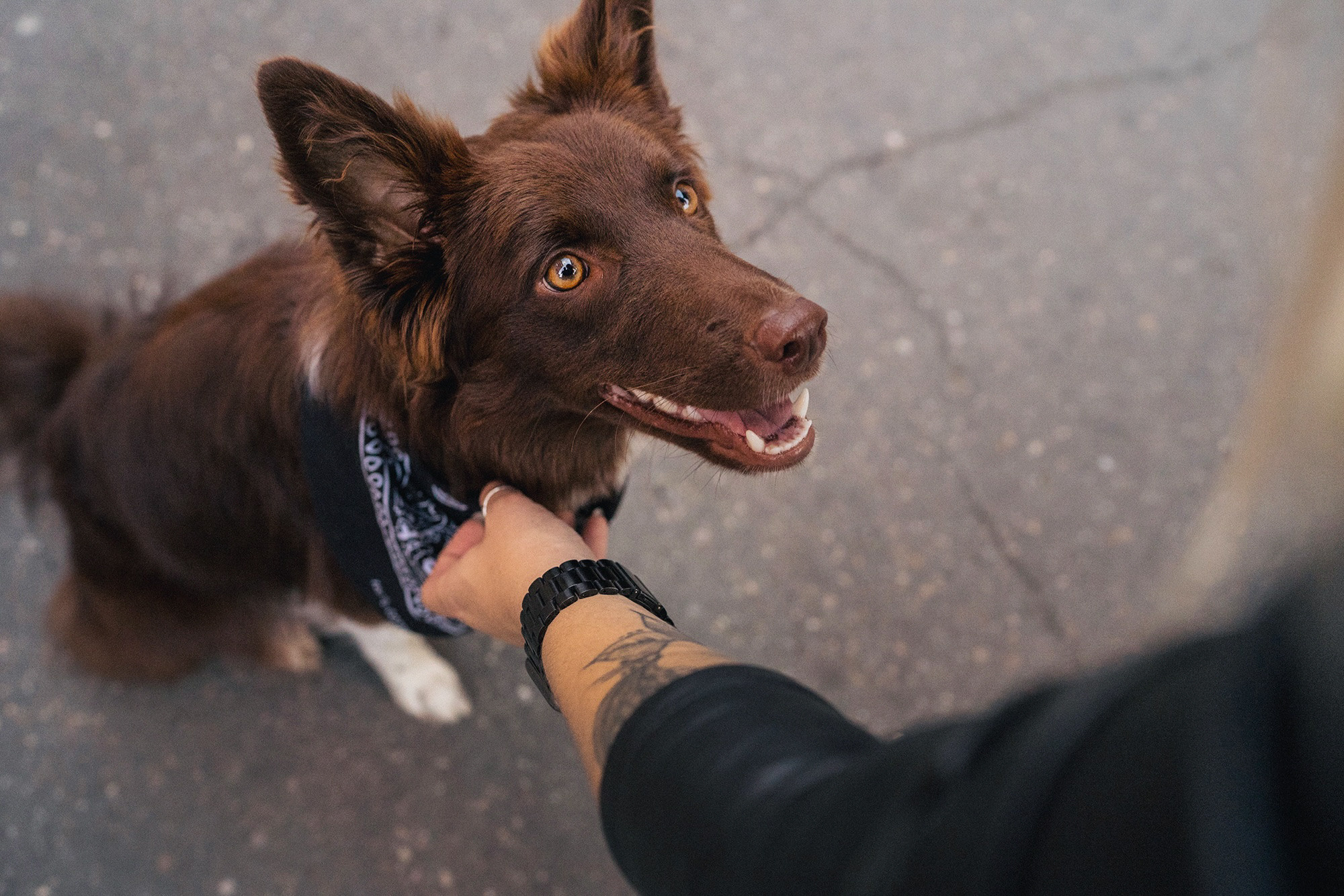Аня и Брук. Фотограф анималист в Москве и Санкт-Петербурге Свиридова Анна