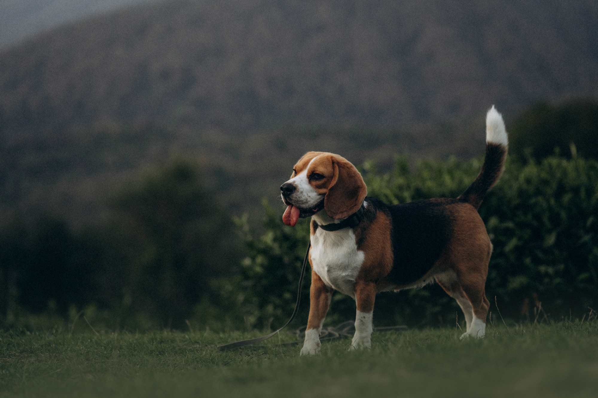 Женя и Мира. Фотограф анималист в Москве и Санкт-Петербурге Свиридова Анна