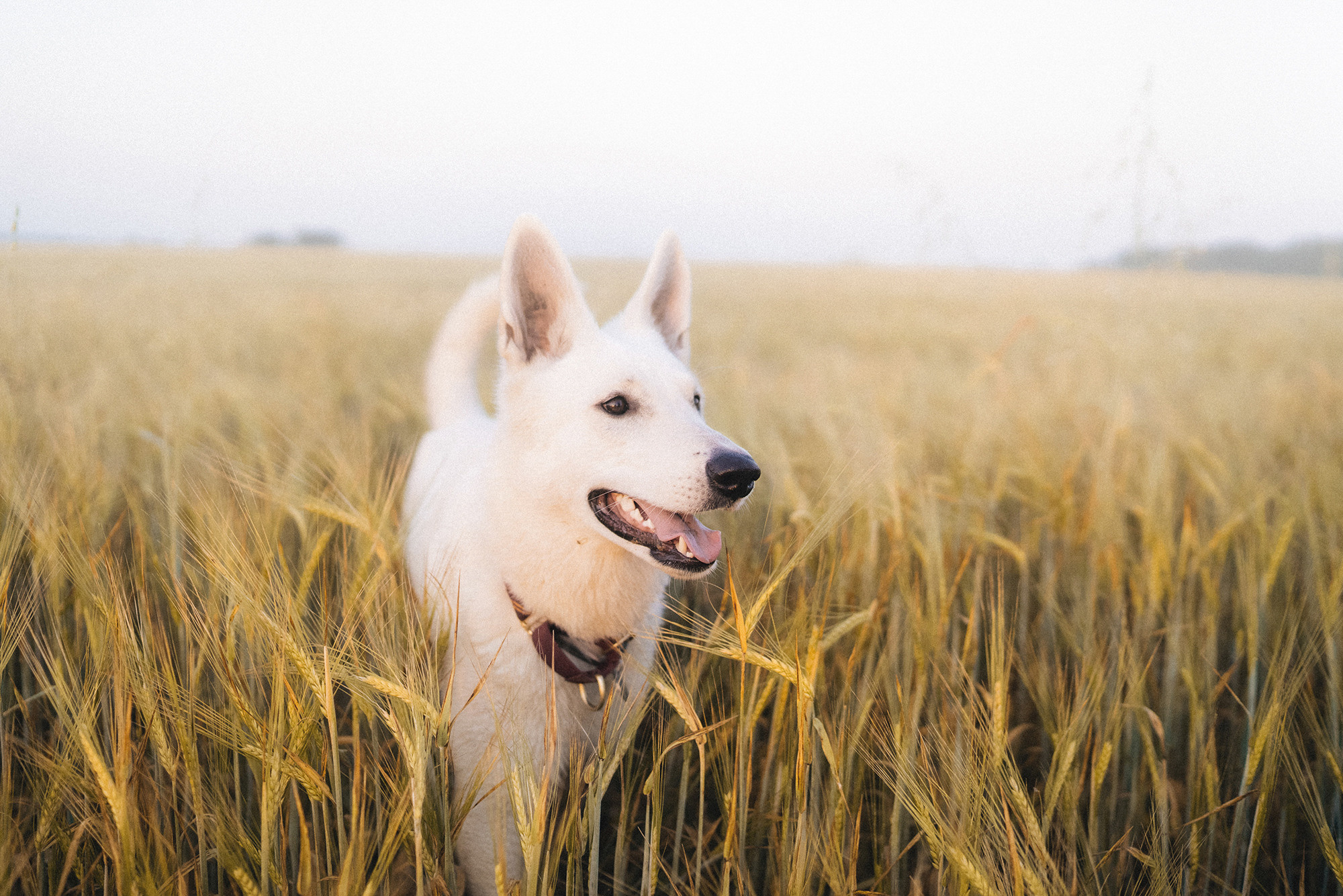 Лиза и Юста. Фотограф анималист в Москве и Санкт-Петербурге Свиридова Анна