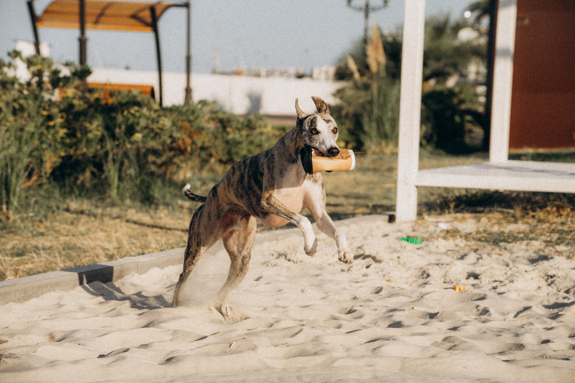 Аня и Джованни. Фотограф анималист в Москве и Санкт-Петербурге Свиридова Анна
