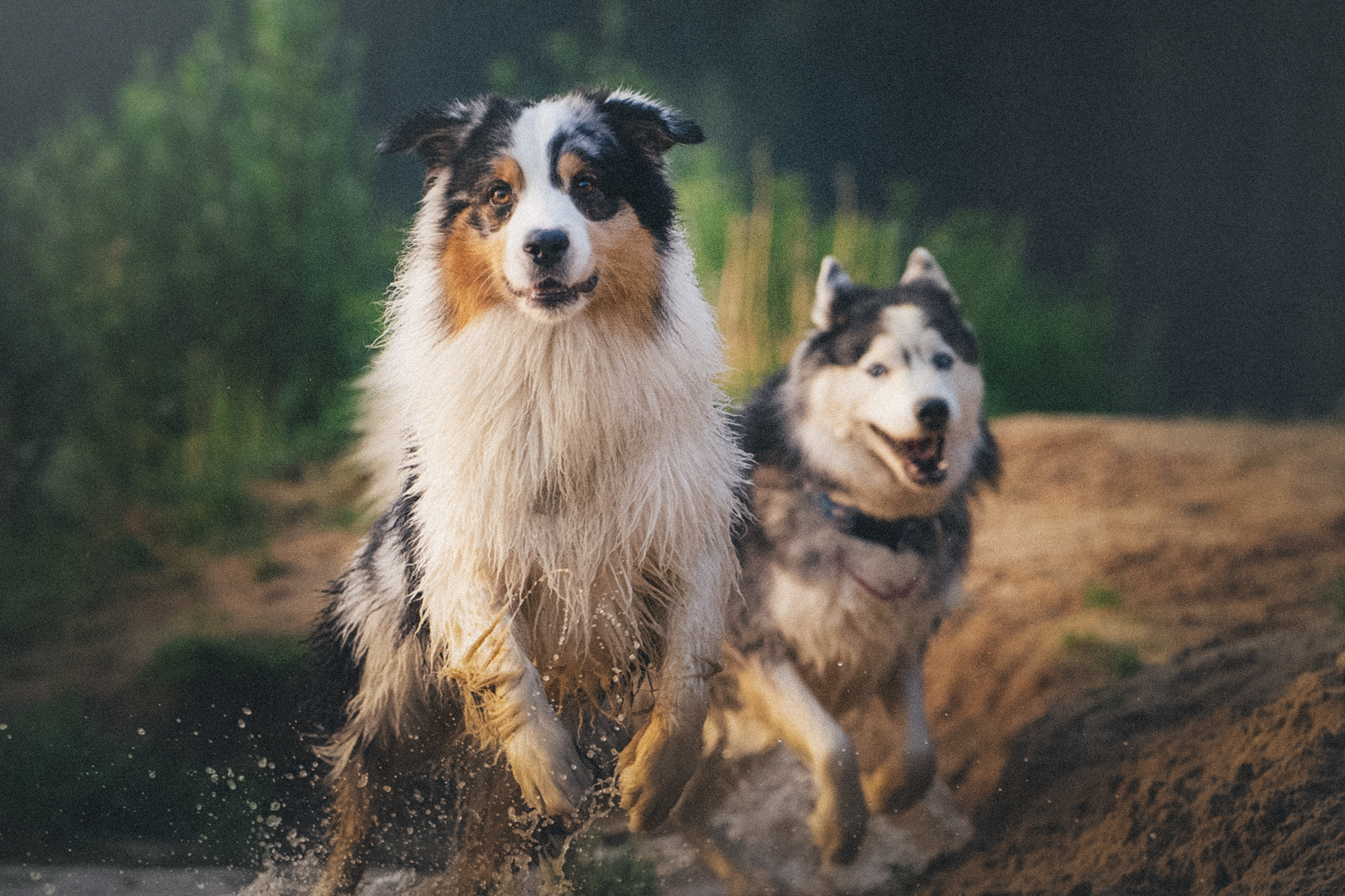 Аня, Игорь, Аусь и Хась. Фотограф анималист в Москве и Санкт-Петербурге Свиридова Анна