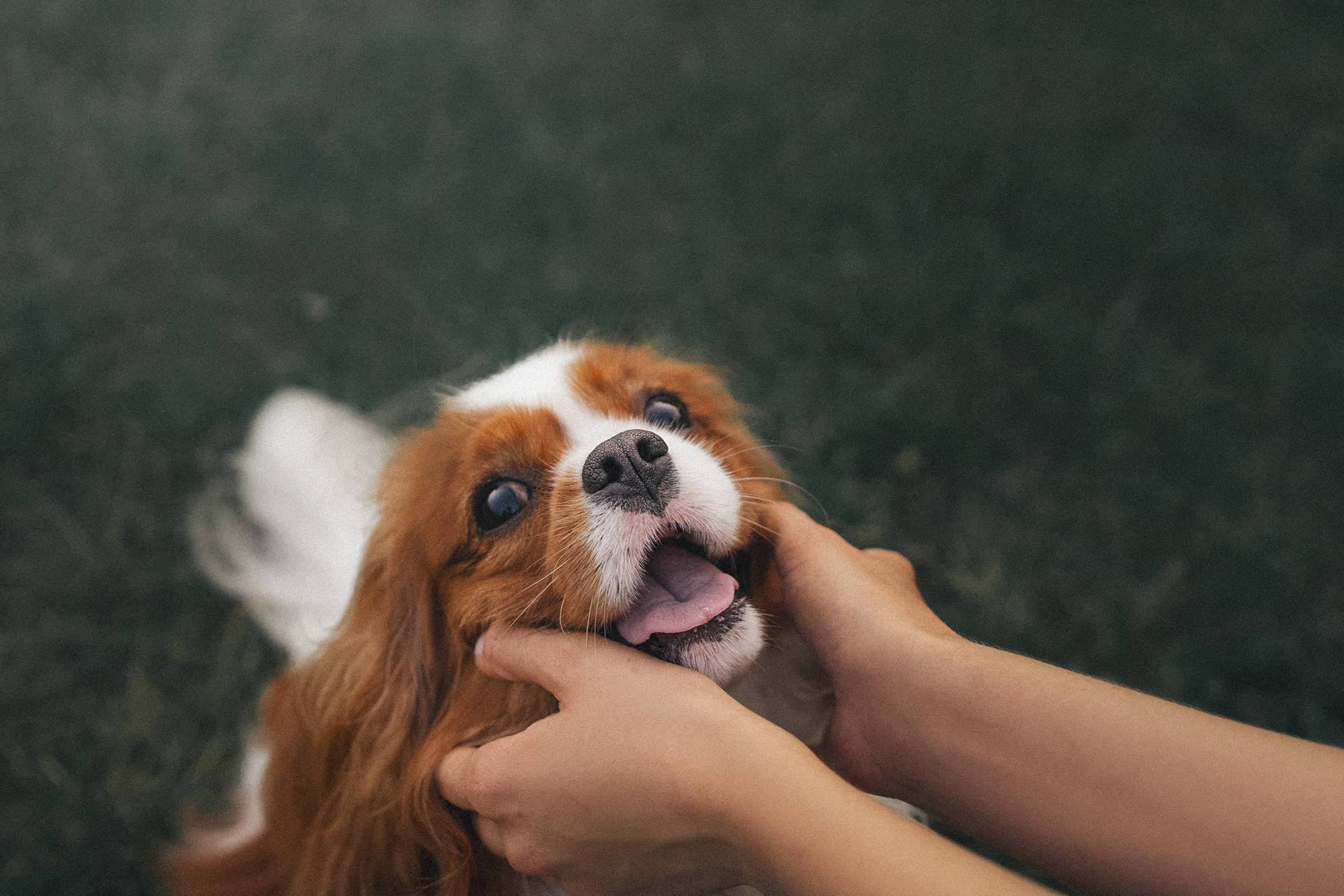 Таня и Лео. Фотограф анималист в Москве и Санкт-Петербурге Свиридова Анна