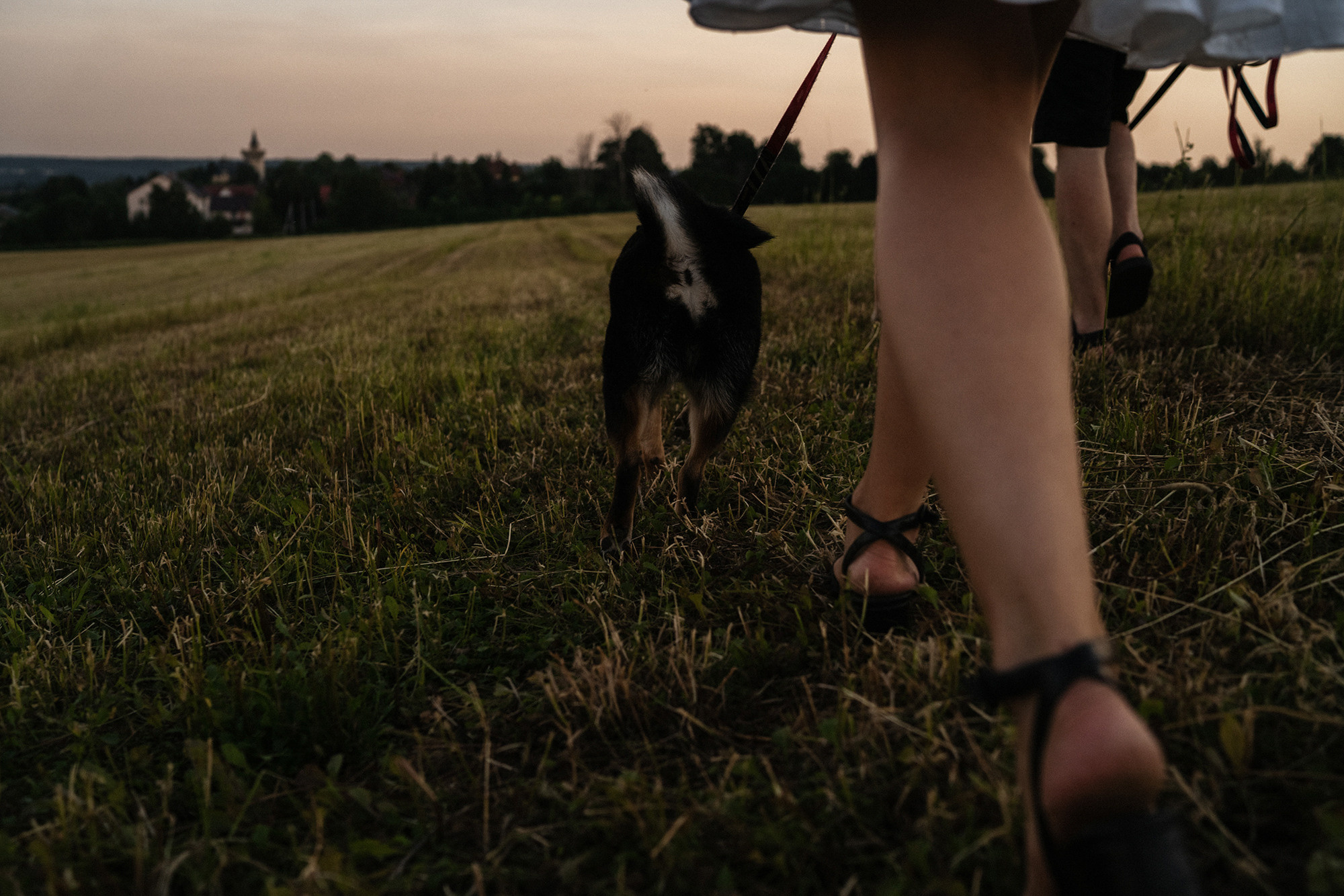 Катя, Вася, Роки и Бэлла. Фотограф анималист в Москве и Санкт-Петербурге Свиридова Анна