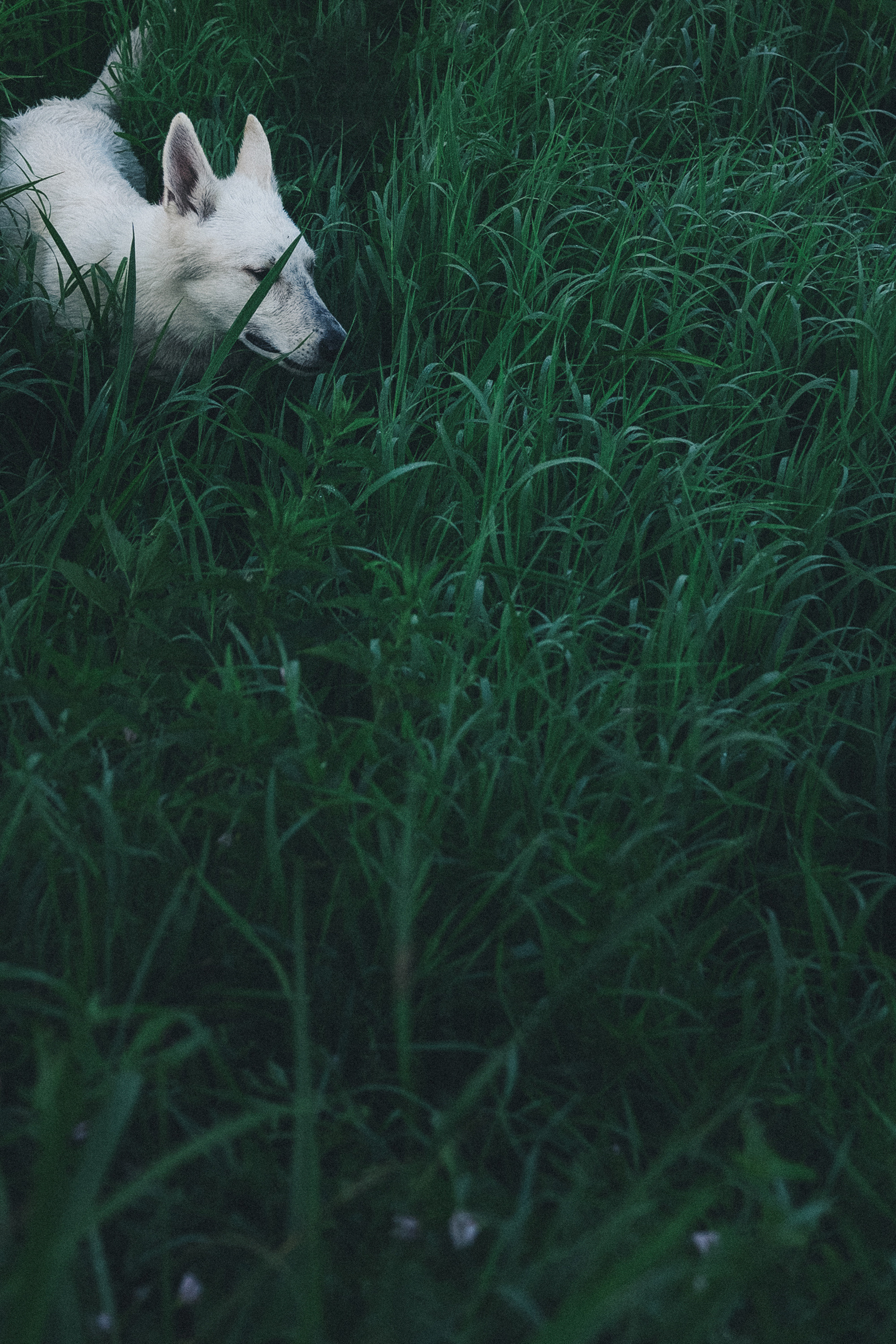 Лиза и Юста. Фотограф анималист в Москве и Санкт-Петербурге Свиридова Анна