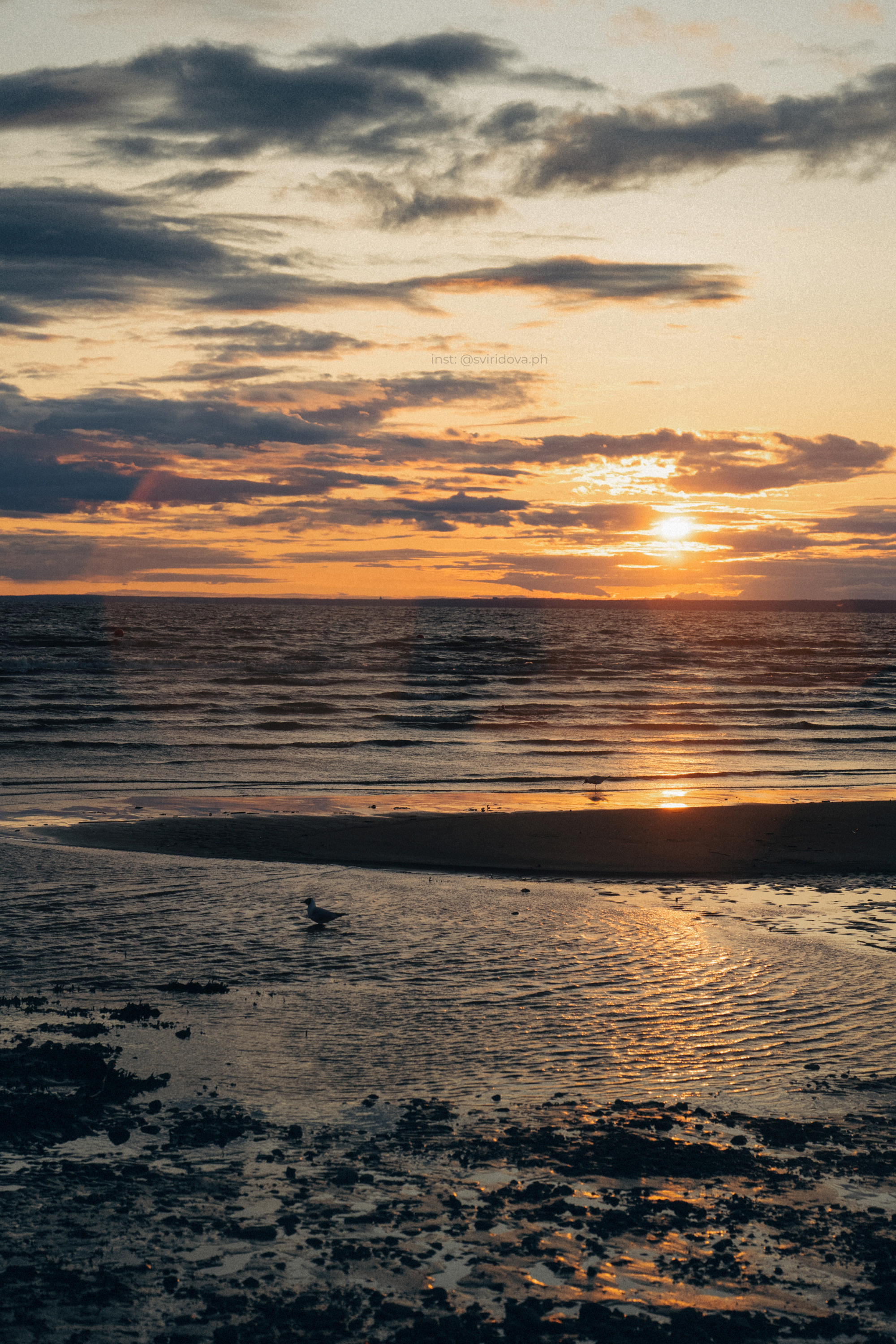 Катя, Илья, Лагерта. Фотограф анималист в Москве и Санкт-Петербурге Свиридова Анна