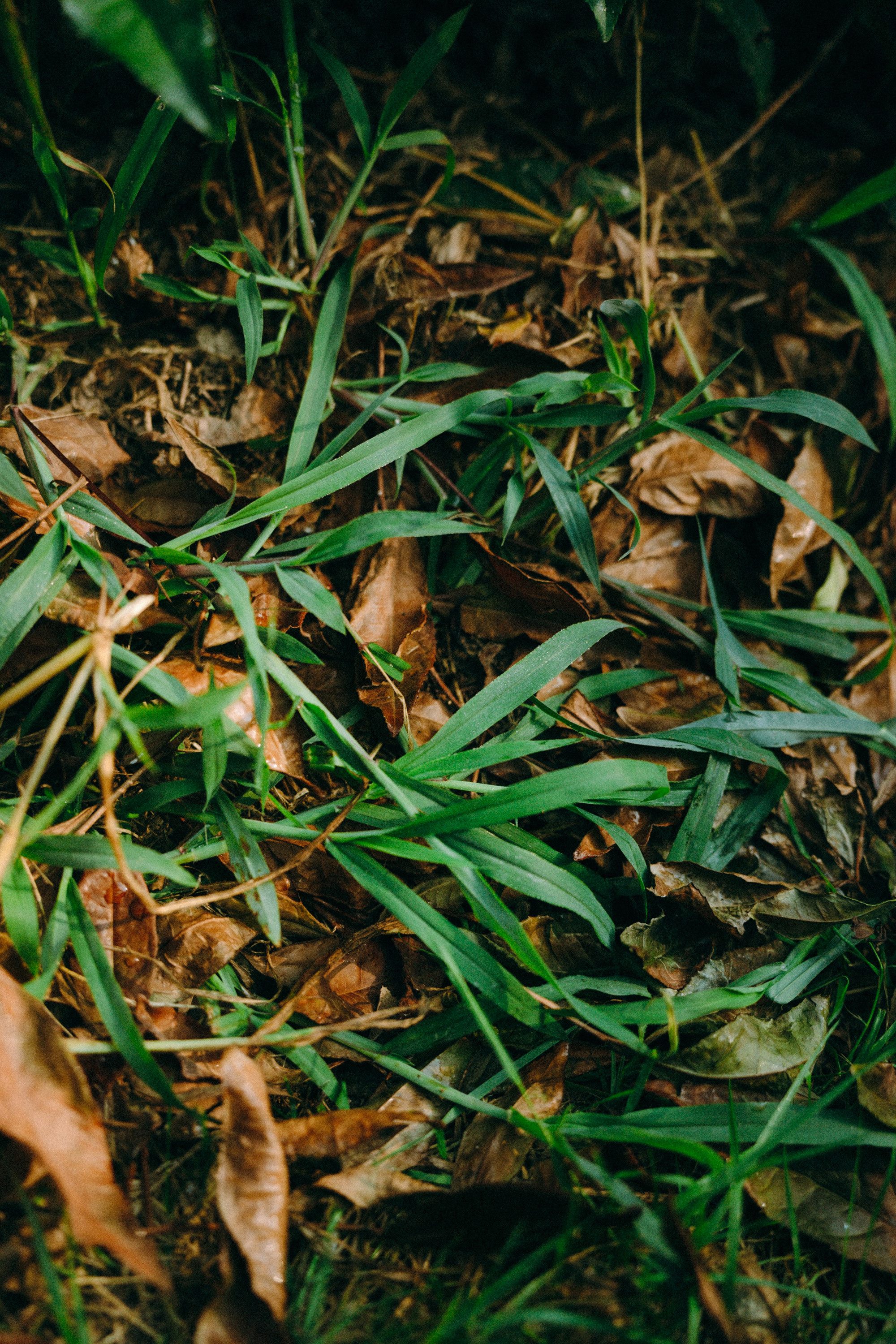 Арина и Рики. Фотограф анималист в Москве и Санкт-Петербурге Свиридова Анна