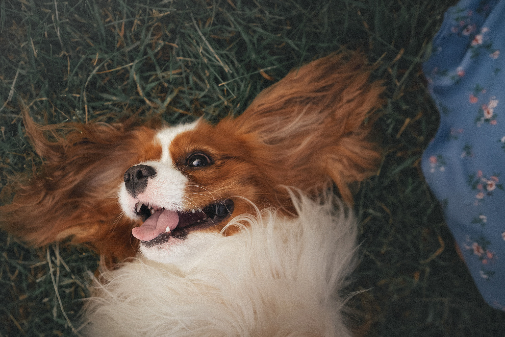 Таня и Лео. Фотограф анималист в Москве и Санкт-Петербурге Свиридова Анна