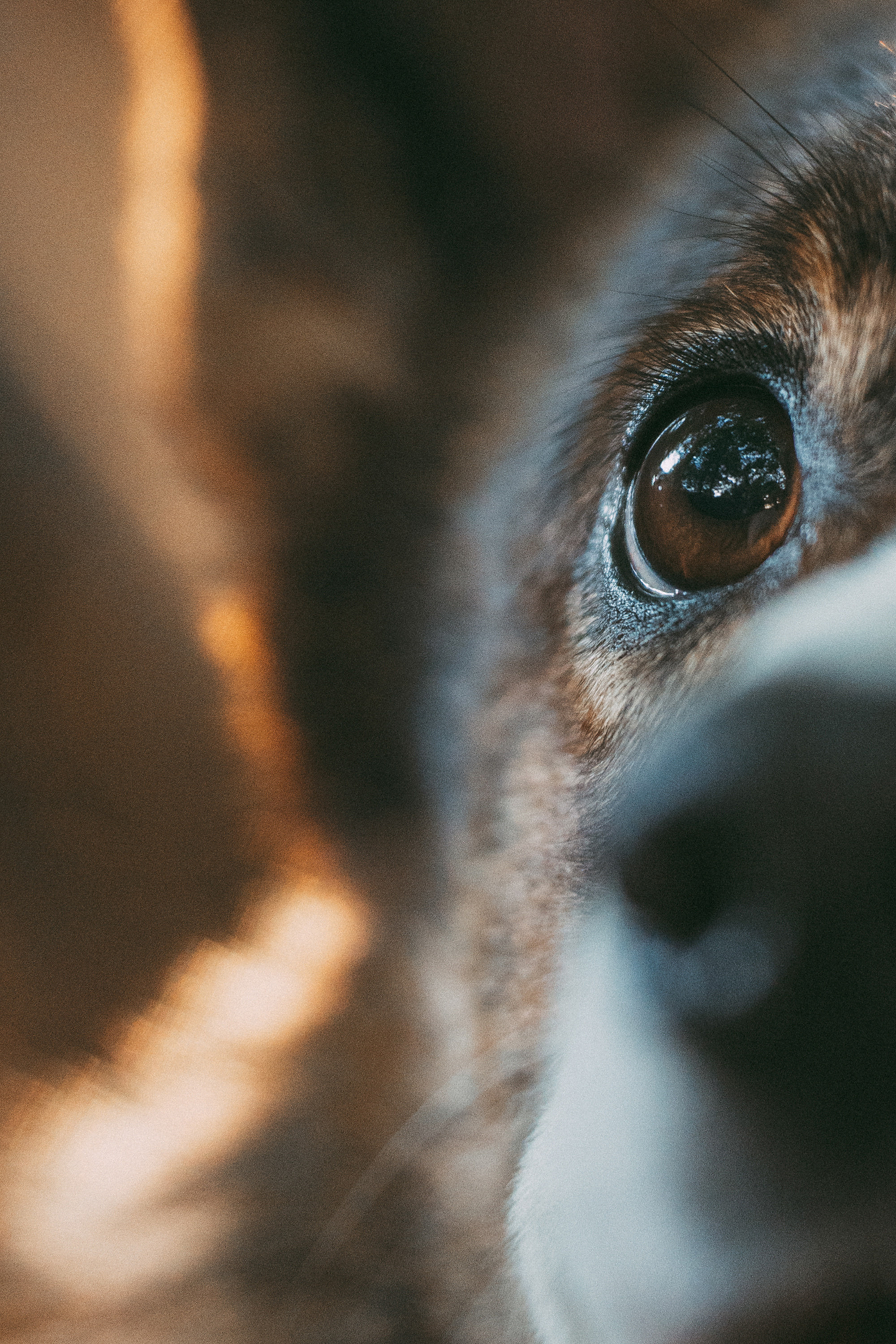 Влада и Коржики. Фотограф анималист в Москве и Санкт-Петербурге Свиридова Анна