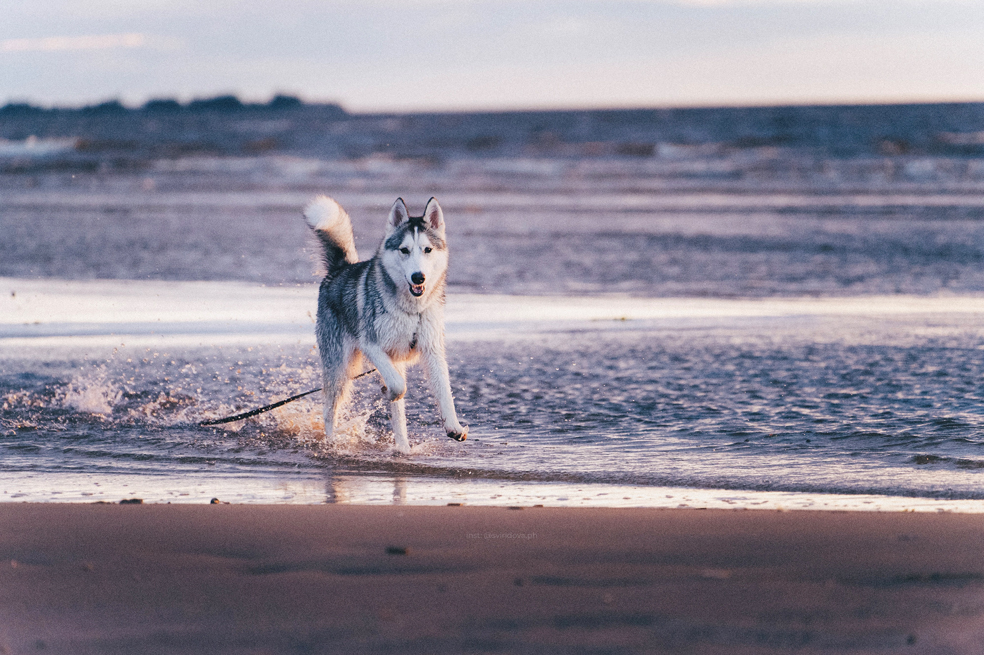 Катя, Илья, Лагерта. Фотограф анималист в Москве и Санкт-Петербурге Свиридова Анна