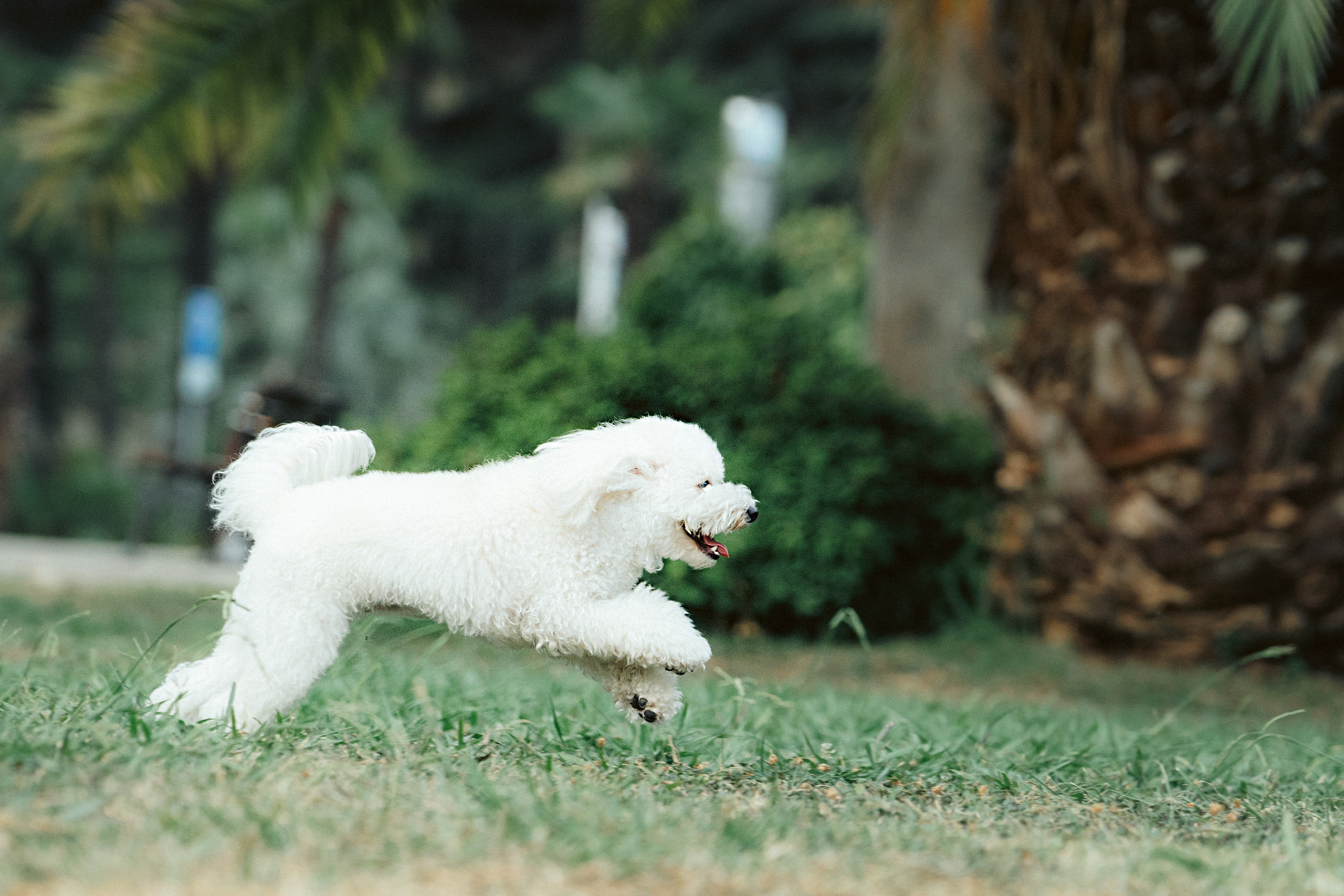 Ангелина и Варежка. Фотограф анималист в Москве и Санкт-Петербурге Свиридова Анна