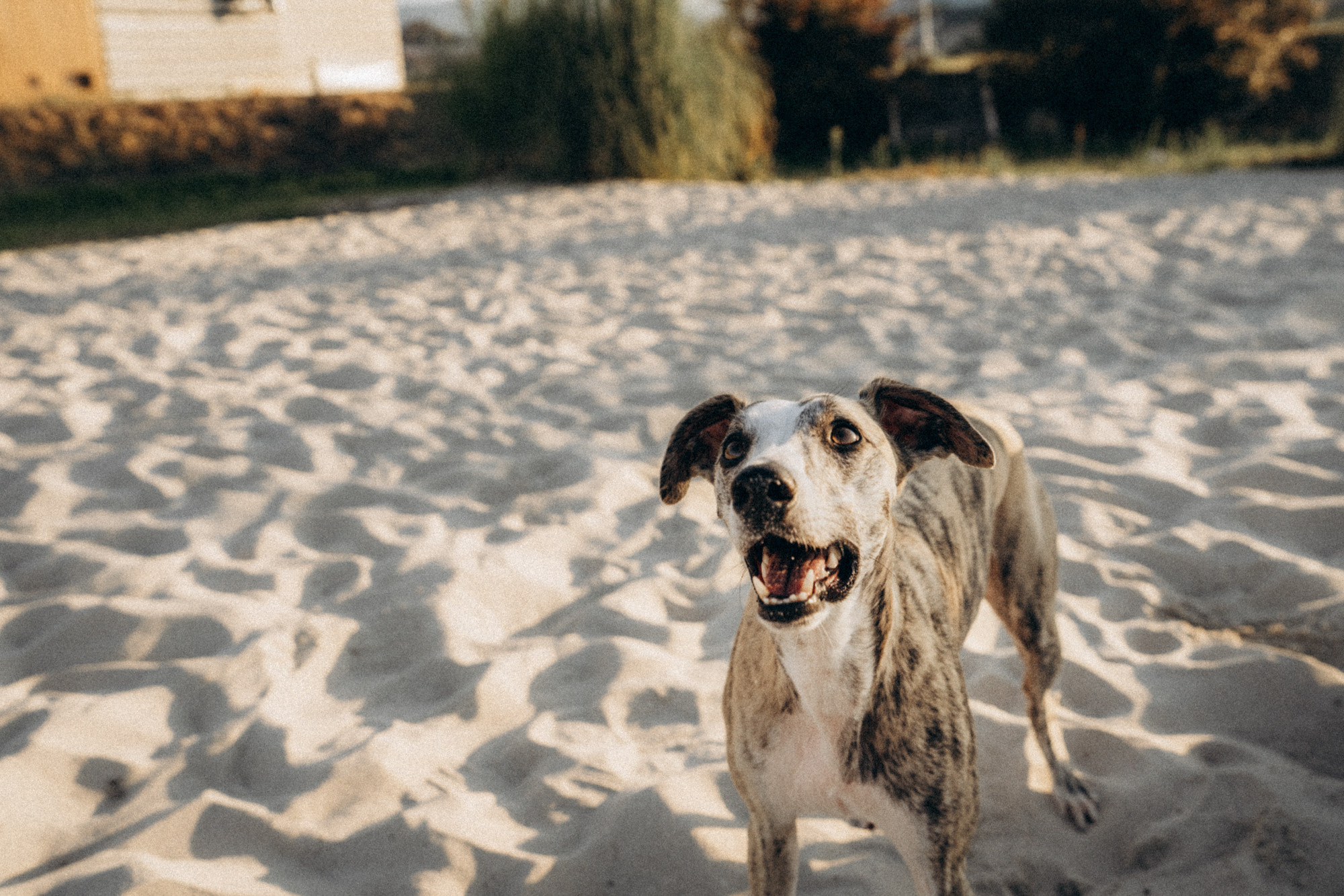 Аня и Джованни. Фотограф анималист в Москве и Санкт-Петербурге Свиридова Анна