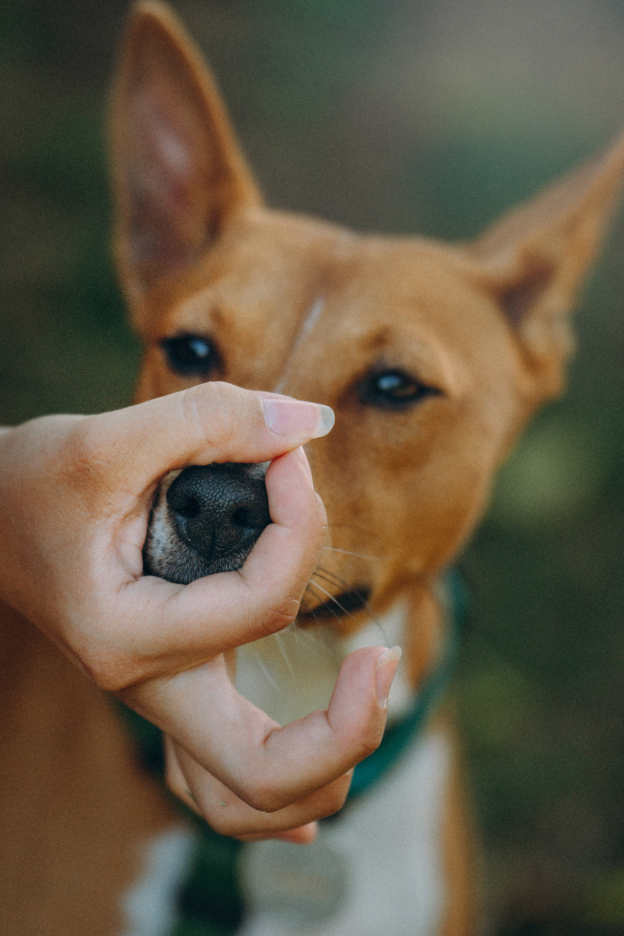 Арина и Рики. Фотограф анималист в Москве и Санкт-Петербурге Свиридова Анна