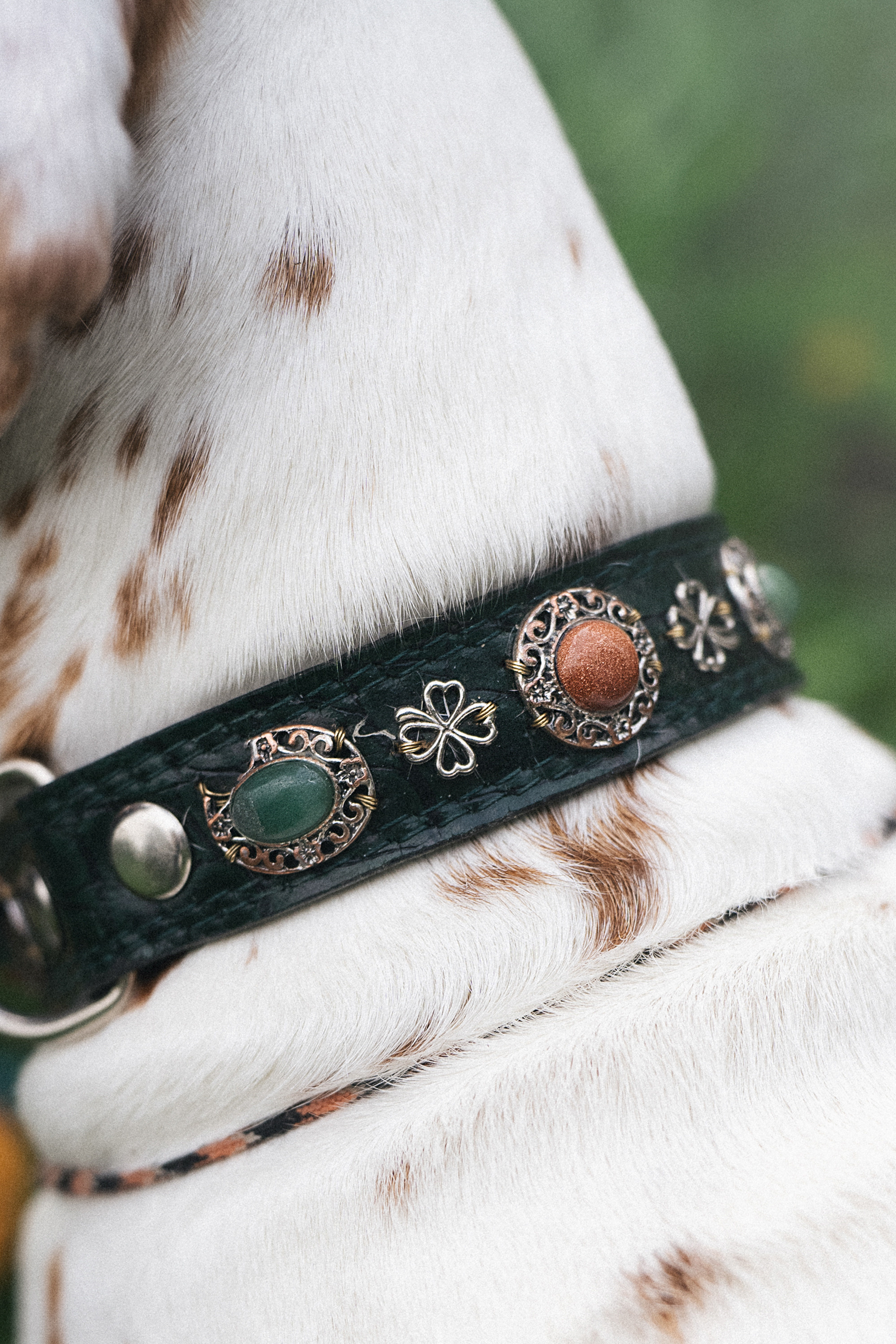 Полина, Борис, Луна и Эль. Фотограф анималист в Москве и Санкт-Петербурге Свиридова Анна