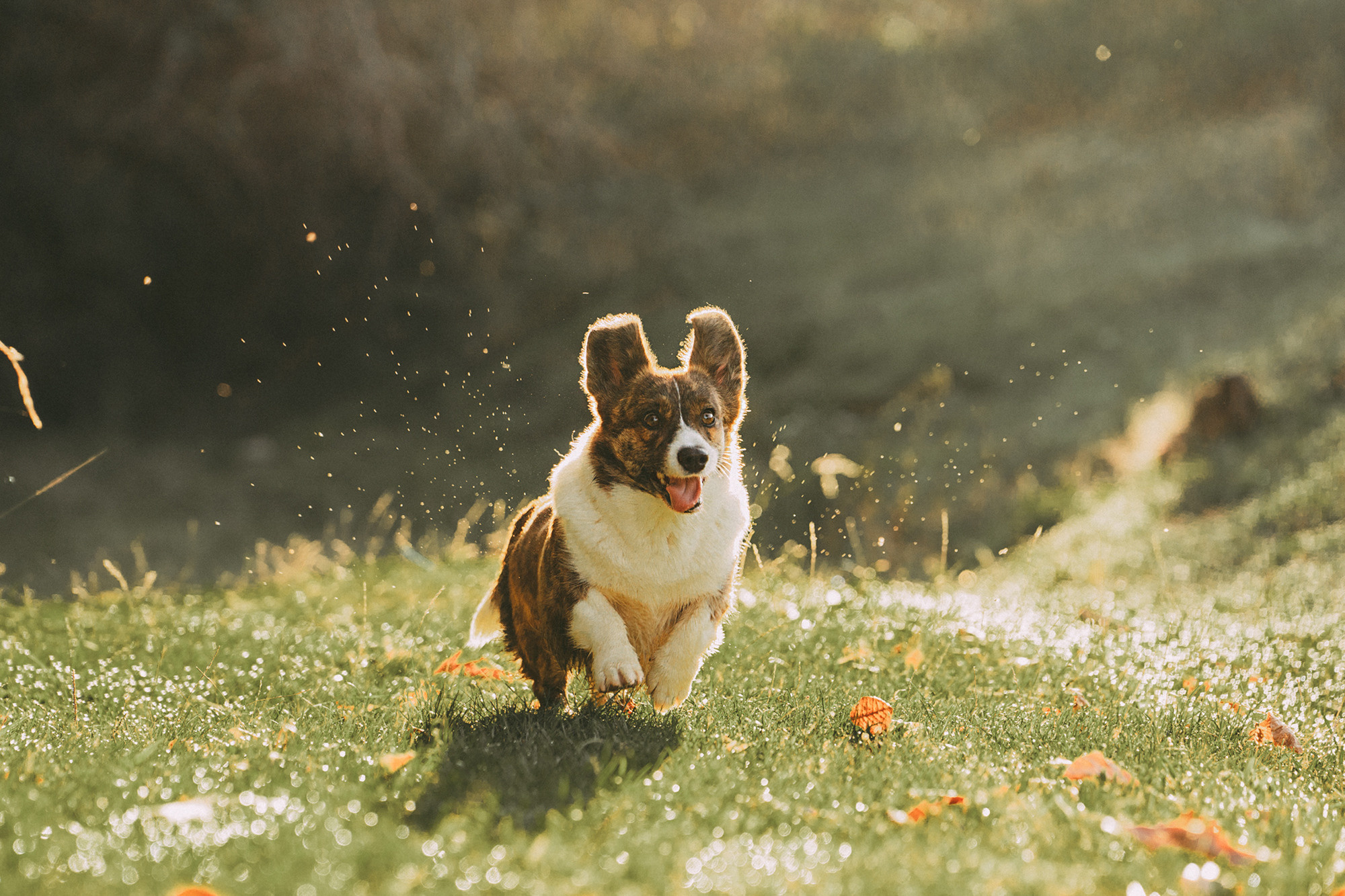 Влада и Коржики. Фотограф анималист в Москве и Санкт-Петербурге Свиридова Анна
