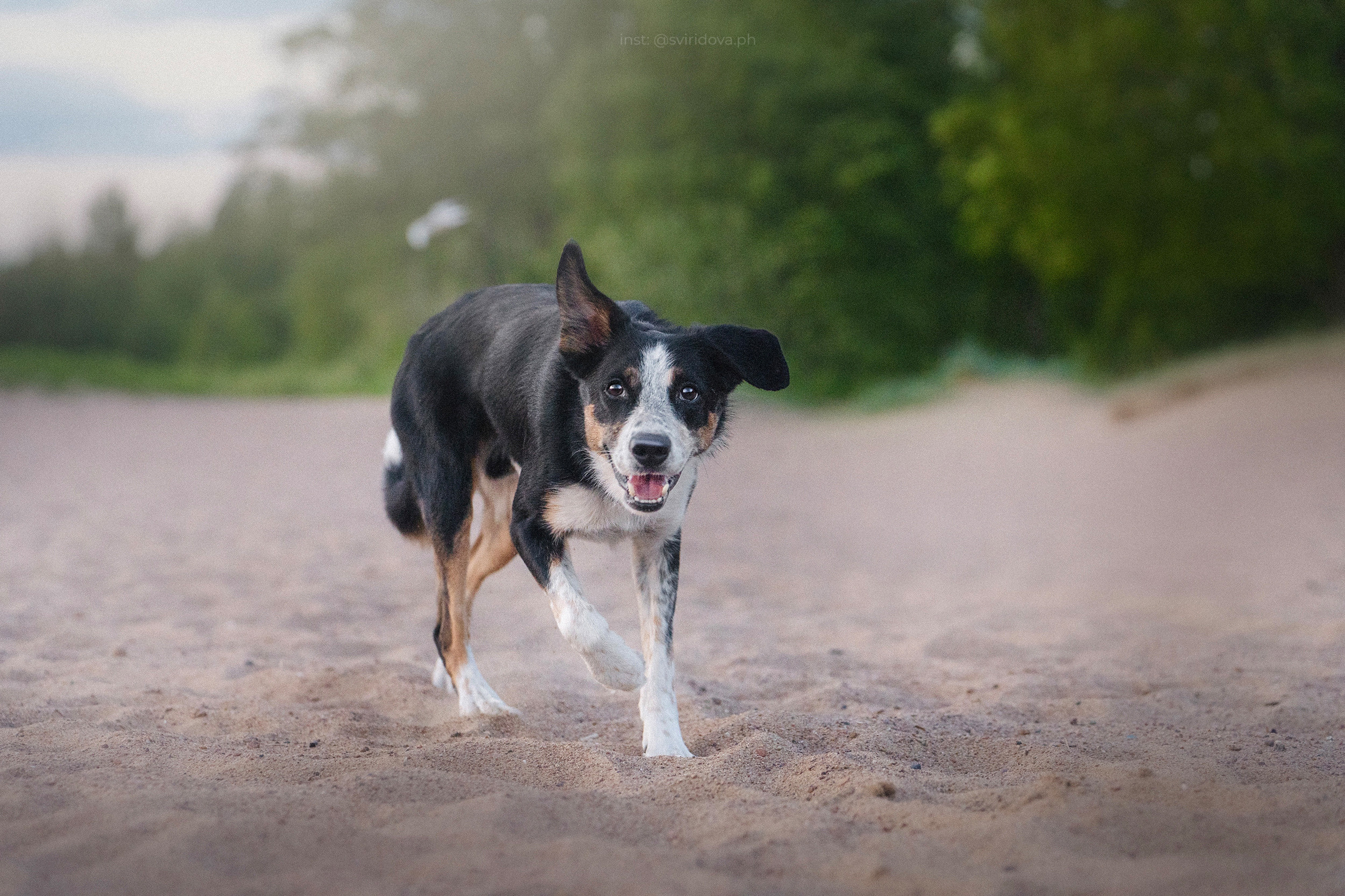 Янки, Румпель, Лось, Токи, Мако. Фотограф анималист в Москве и Санкт-Петербурге Свиридова Анна