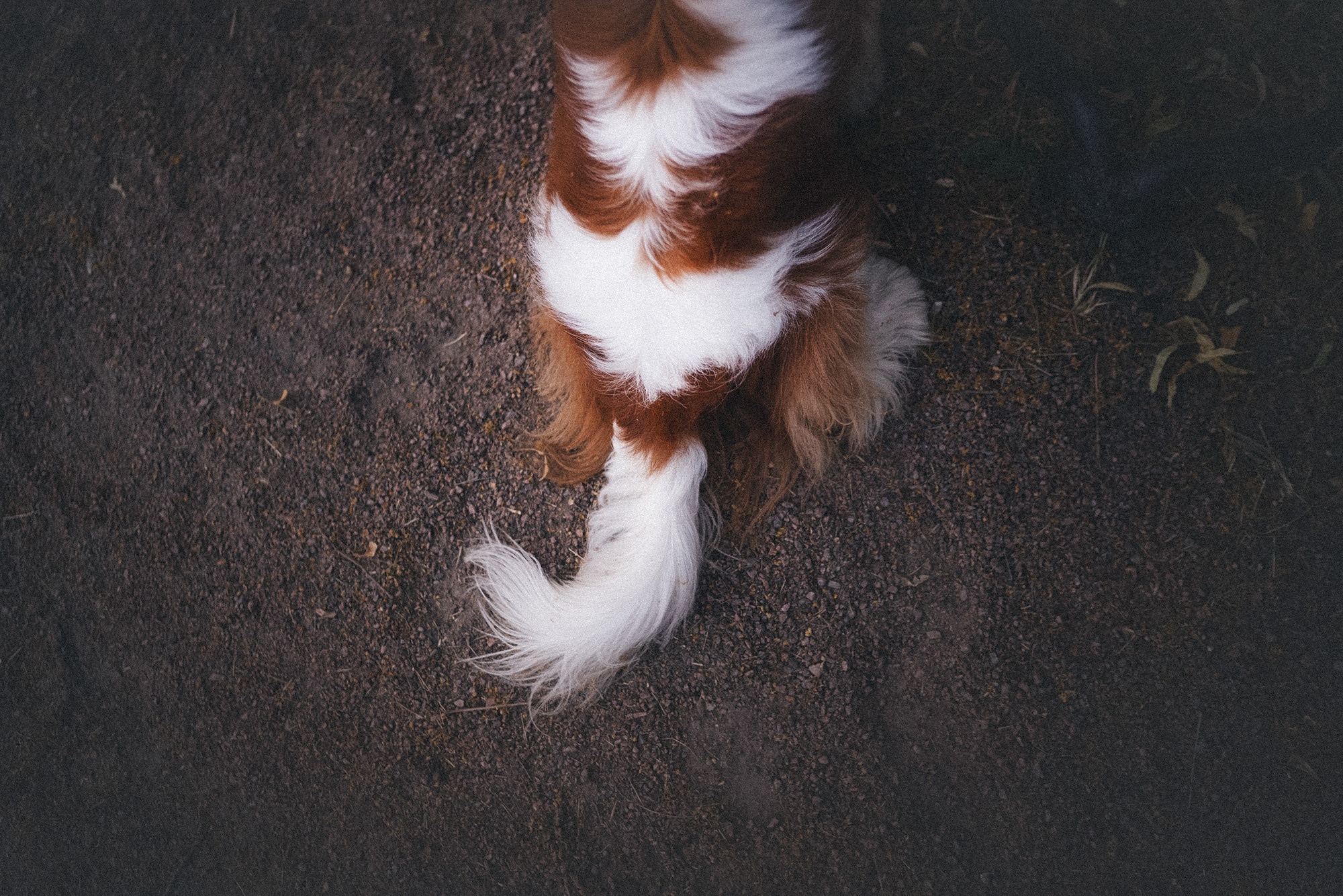Таня и Лео. Фотограф анималист в Москве и Санкт-Петербурге Свиридова Анна