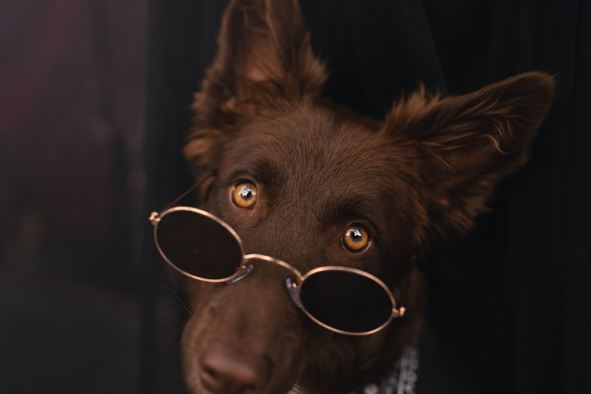 Аня и Брук. Фотограф анималист в Москве и Санкт-Петербурге Свиридова Анна