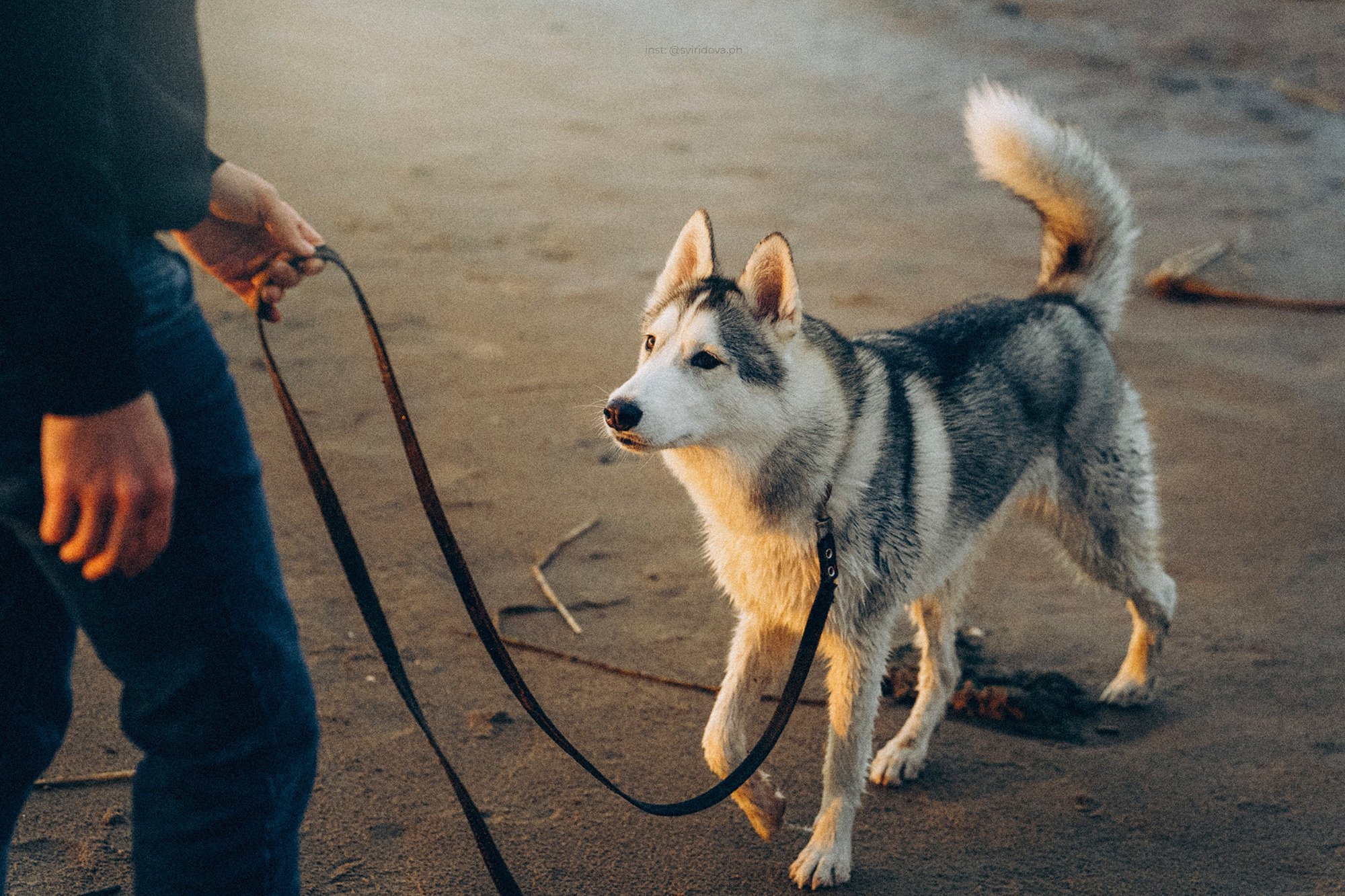 Катя, Илья, Лагерта. Фотограф анималист в Москве и Санкт-Петербурге Свиридова Анна