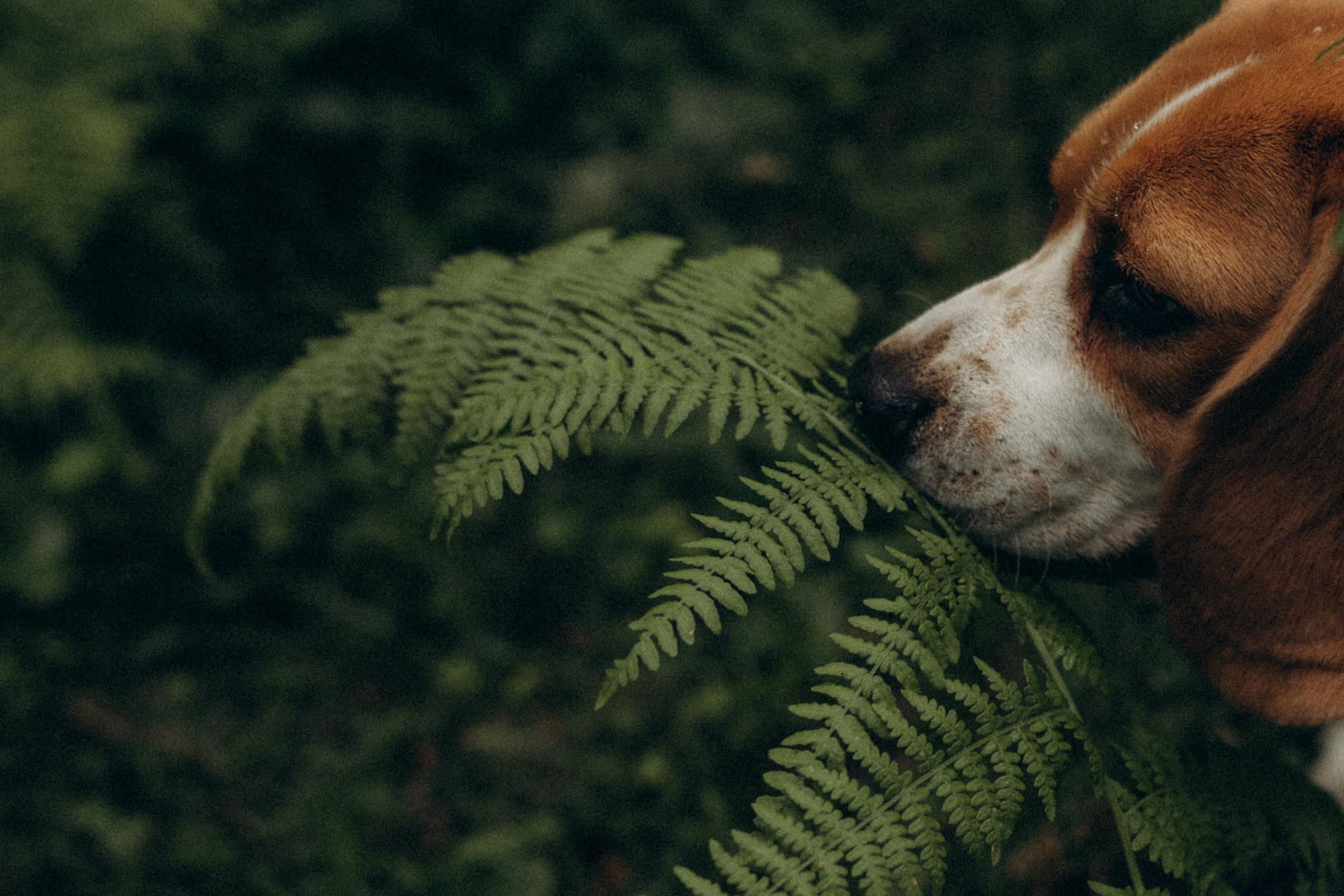Женя и Мира. Фотограф анималист в Москве и Санкт-Петербурге Свиридова Анна