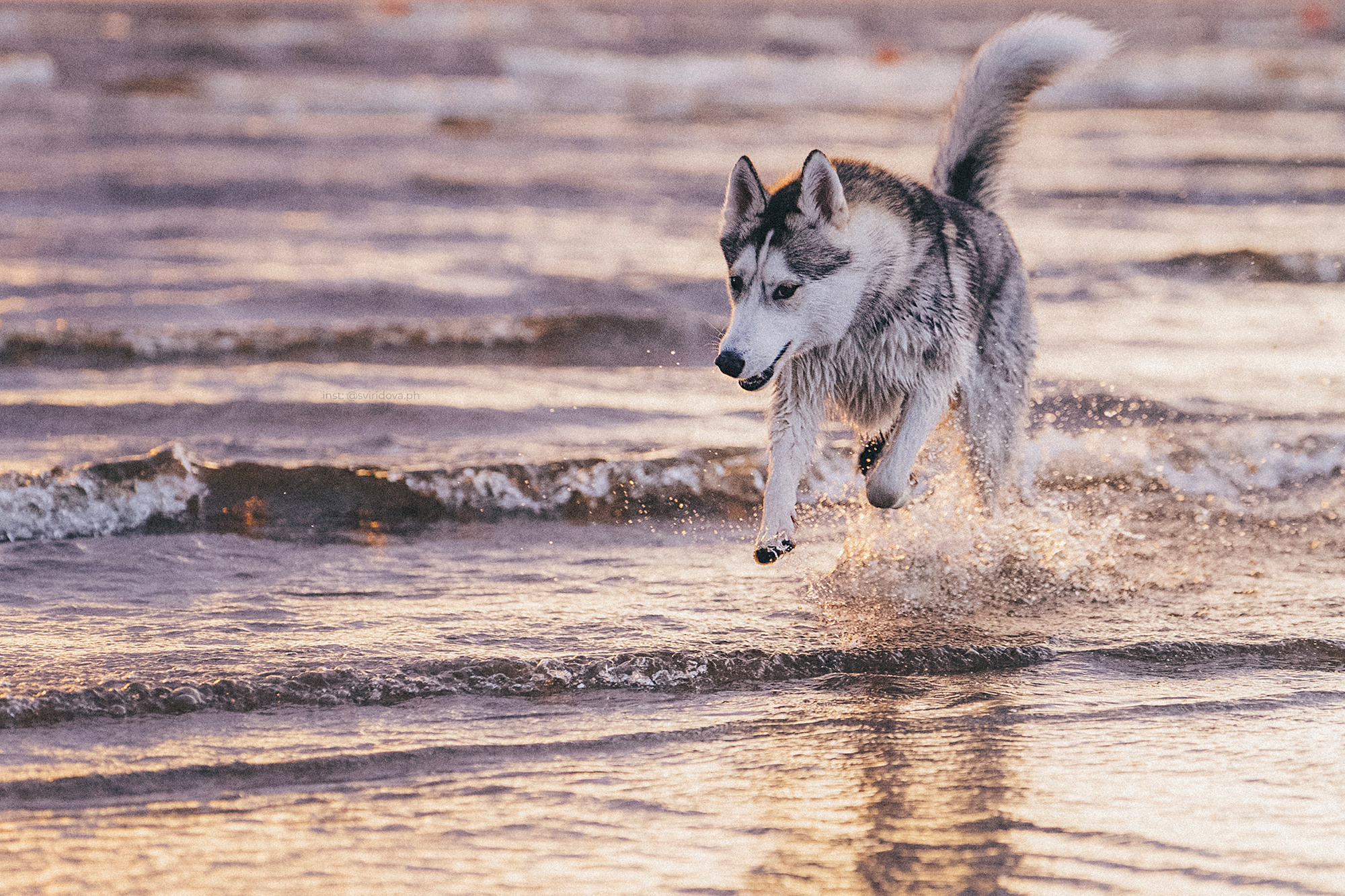 Катя, Илья, Лагерта. Фотограф анималист в Москве и Санкт-Петербурге Свиридова Анна