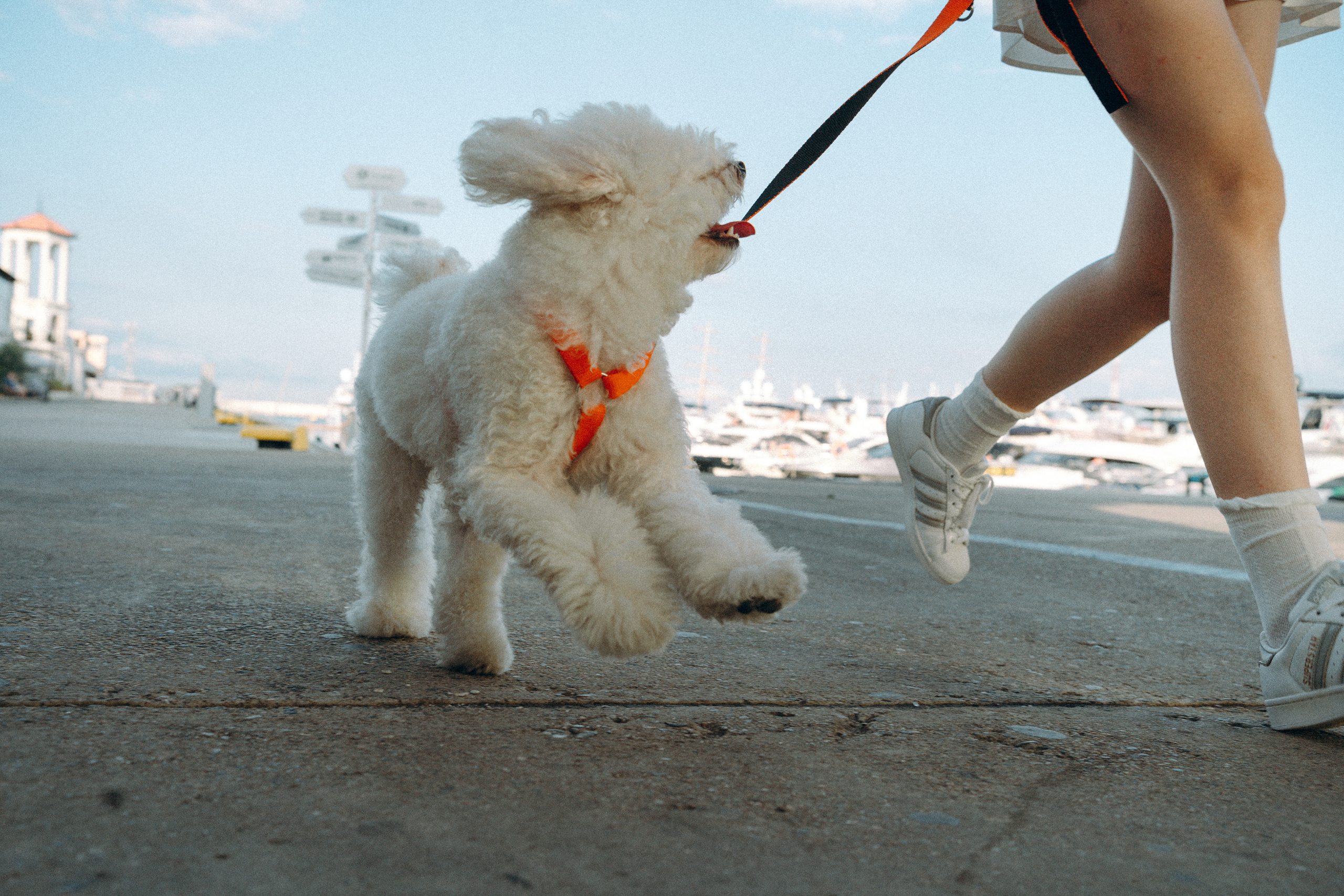 Ангелина и Варежка. Фотограф анималист в Москве и Санкт-Петербурге Свиридова Анна