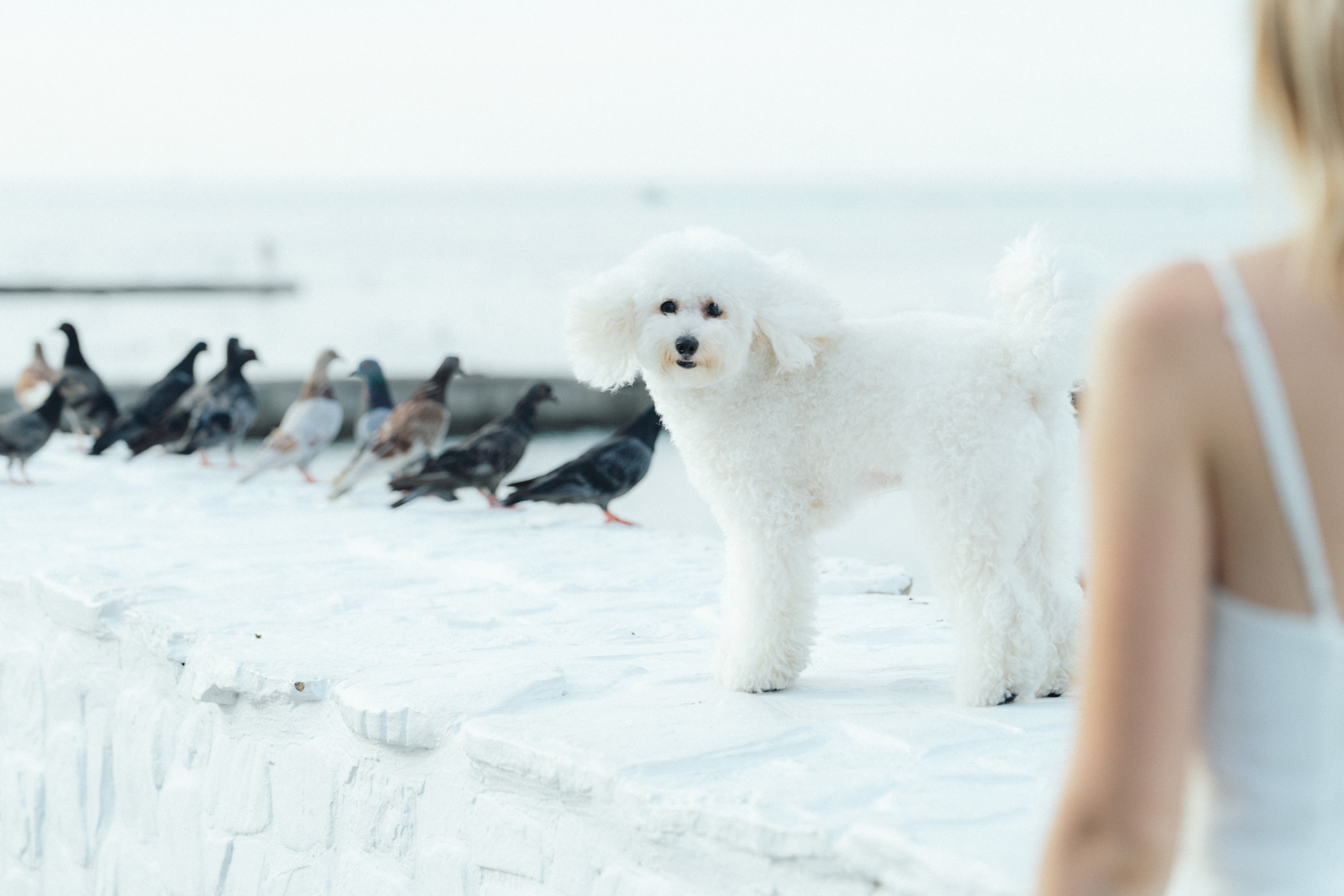 Ангелина и Варежка. Фотограф анималист в Москве и Санкт-Петербурге Свиридова Анна