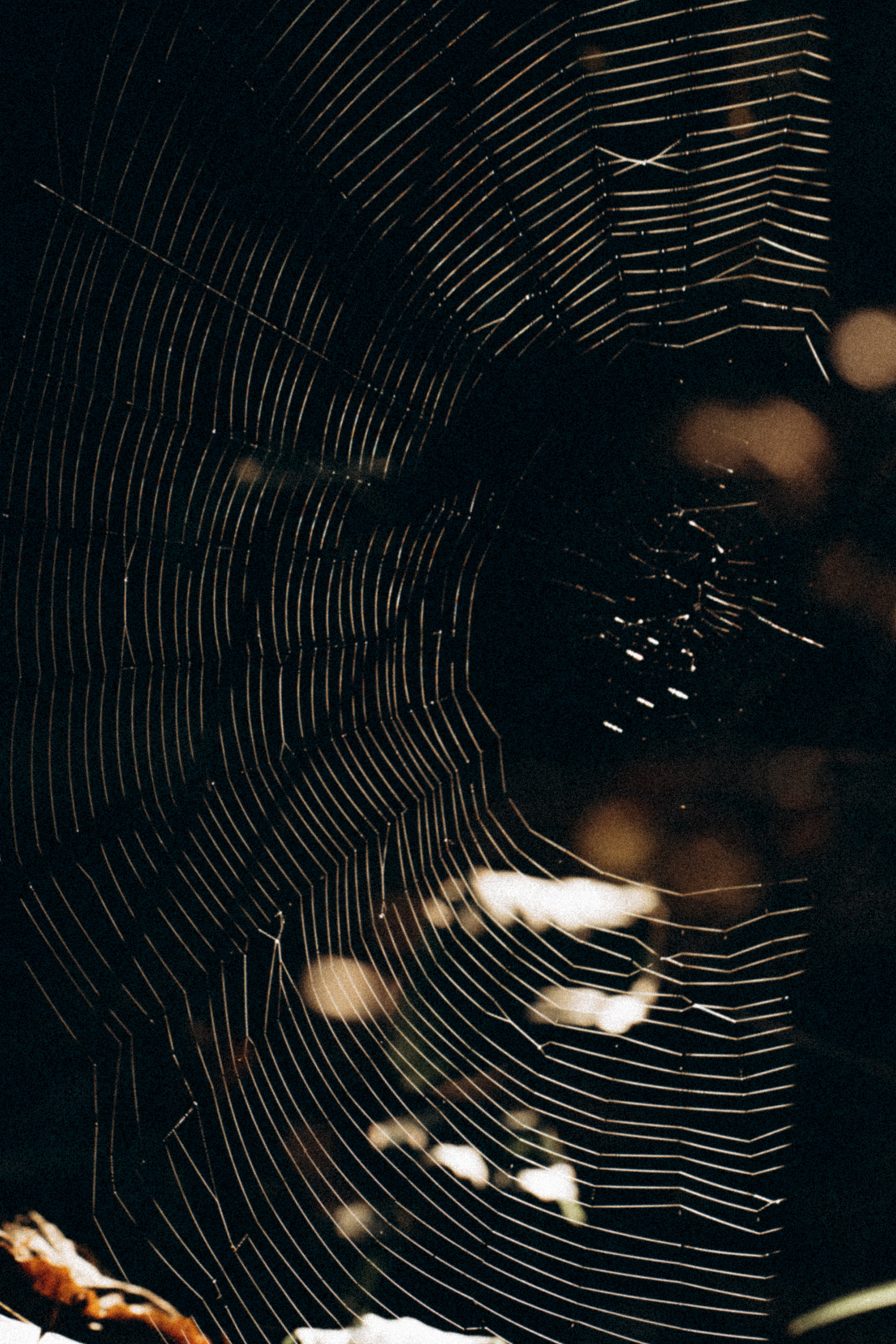 Влада и Коржики. Фотограф анималист в Москве и Санкт-Петербурге Свиридова Анна