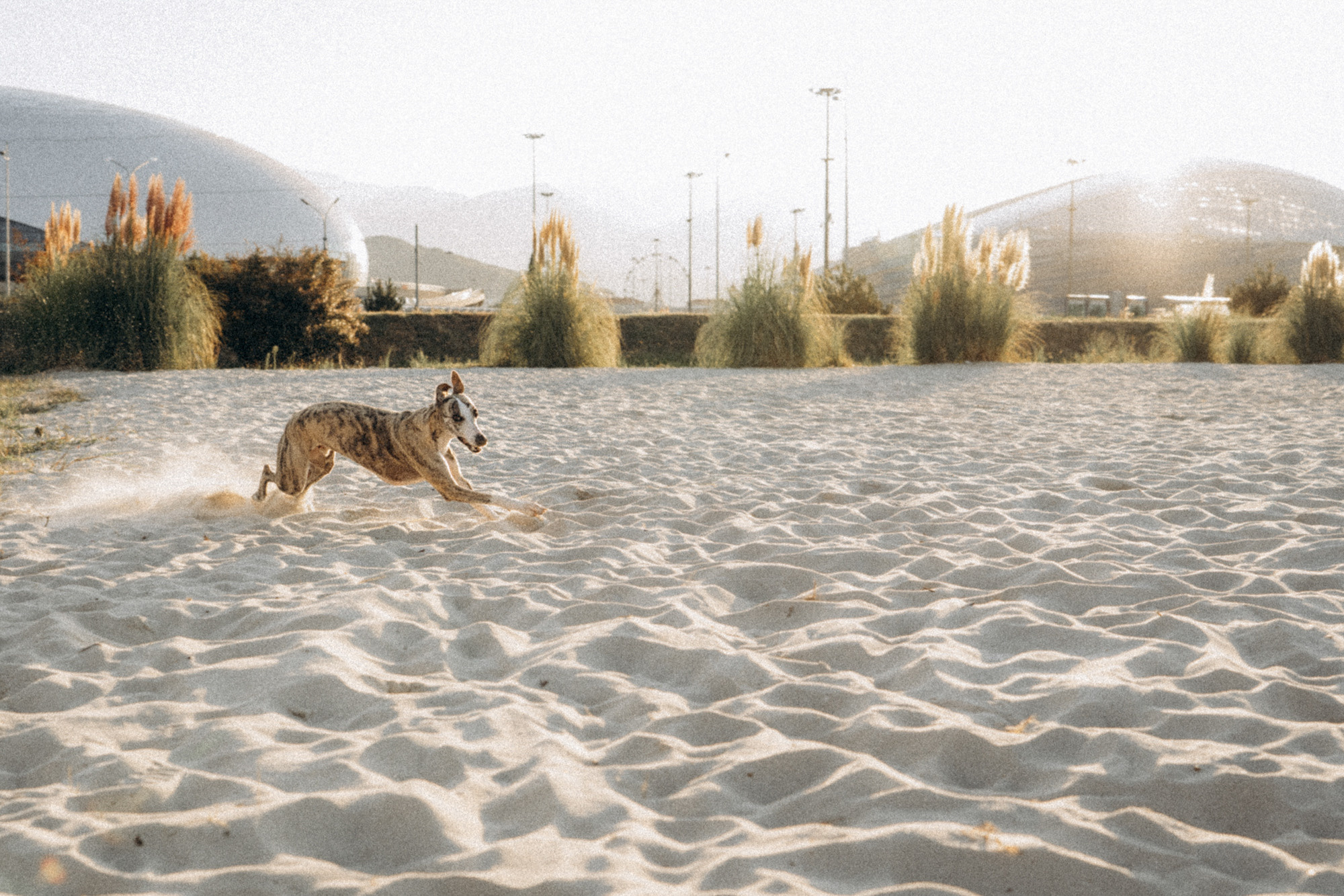 Аня и Джованни. Фотограф анималист в Москве и Санкт-Петербурге Свиридова Анна
